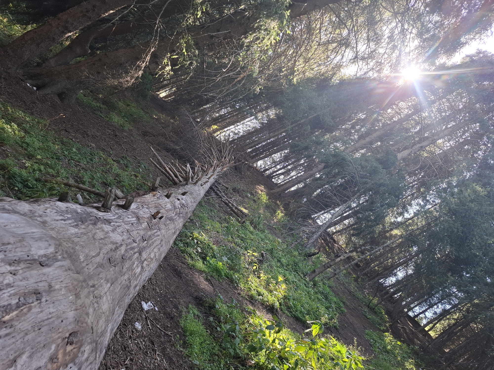 The image captures a sun-drenched forest scene in Almaty, Kazakhstan, likely on a slope. The sun's rays pierce through the tall, dense coniferous trees, creating a lens flare effect. A fallen tree trunk, aged and weathered, lies diagonally across the frame, its rough texture dominating the foreground. The ground is covered in a mix of soil, dry leaves, and sparse green vegetation. The forest floor slopes upwards, with more trees continuing up the incline. The overall impression is one of a natural, untamed environment within the mountainous terrain surrounding Almaty.