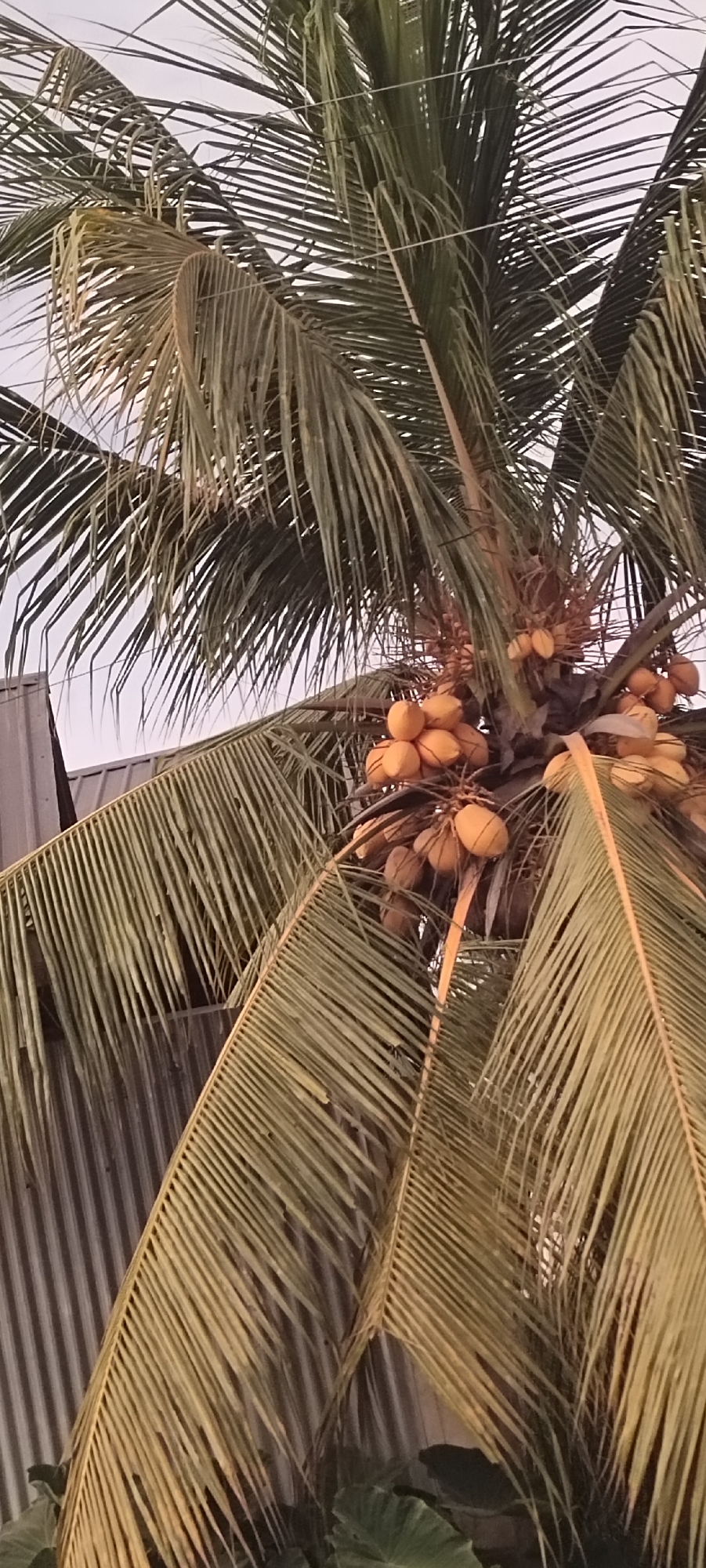 This is a close-up, eye-level, vertical, medium shot of a coconut palm tree in Beurandang, Indonesia. The palm tree's fronds dominate the frame, with clusters of ripe coconuts visible amongst the leaves. The coconuts are a golden-yellow color. In the background, a corrugated metal building is visible on the left side of the image. The sky appears overcast or hazy. The scene is static with no visible people or animals.