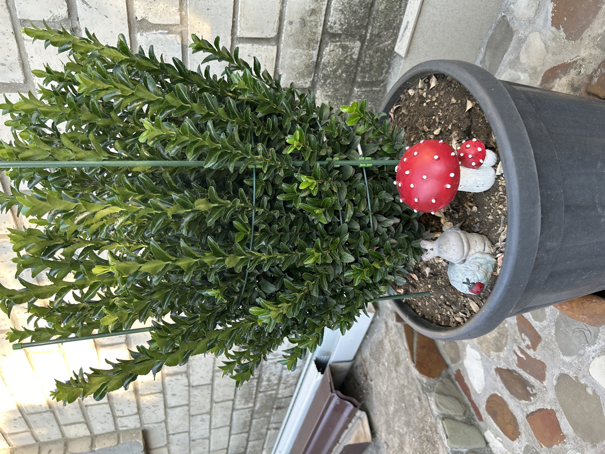 A dark grey plastic planter holds a lush green shrub that is being supported by green stakes. The planter sits on a paved surface made of irregularly shaped stones in various earthy tones. To the left of the shrub, a small, light blue ceramic garden ornament resembling a snail with a ladybug on its shell is partially visible. To the right of the shrub, two red and white toadstool garden ornaments are placed in the soil. In the background, a light-colored brick wall is visible, with a section of brown and grey guttering running horizontally along the base of the wall. The scene appears to be outdoors in an urban or suburban environment.