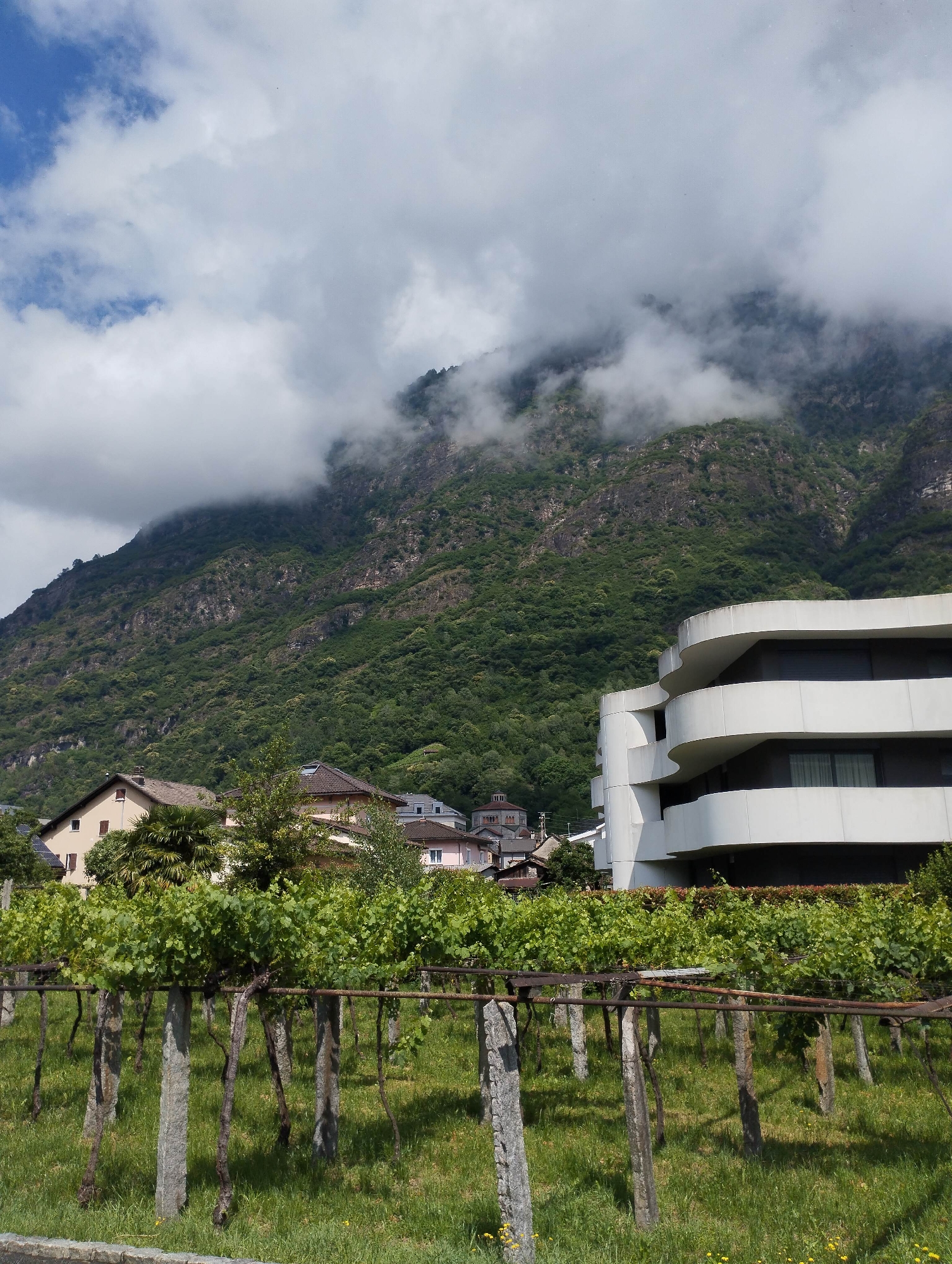 The image presents a panoramic view of a mountainous landscape with a blend of agricultural and residential areas, located in Unknown, Unknown.
In the foreground, a vineyard occupies the lower half of the frame. Rows of grapevines, characterized by vibrant green foliage, are supported by weathered concrete posts and horizontal metal wires. The ground beneath the vines is covered in lush green grass, interspersed with scattered small yellow flowers. A low, rough-hewn stone wall is visible at the very bottom edge of the image.
The midground features architectural elements. On the right, a prominent, multi-story modern building with a distinctive white, curved, and layered facade is visible. Its balconies are rounded, and the windows are dark and rectangular. To the left and slightly behind the vineyard, several traditional residential houses are scattered. These houses have pitched roofs, some with terracotta tiles, and facades in various muted colors such as beige and light pink. One house exhibits solar panels on its roof. Palm trees and other deciduous foliage are interspersed among these dwellings. Further into the midground, behind these structures, additional residential buildings ascend the lower slopes of the mountain. A small, older building with a domed roof and what appears to be a bell tower is partially visible on the left side, behind the houses.
The background is dominated by a large, steep mountain covered extensively with dense green trees and visible rock formations. Patches of white and grey clouds obscure the upper sections and peaks of the mountain, creating a misty effect. The sky above is a mixture of clear blue patches and voluminous white cumulus clouds, with some darker grey clouds suggesting a partly cloudy or recently cloudy weather condition. No people or animals are visible in the scene.