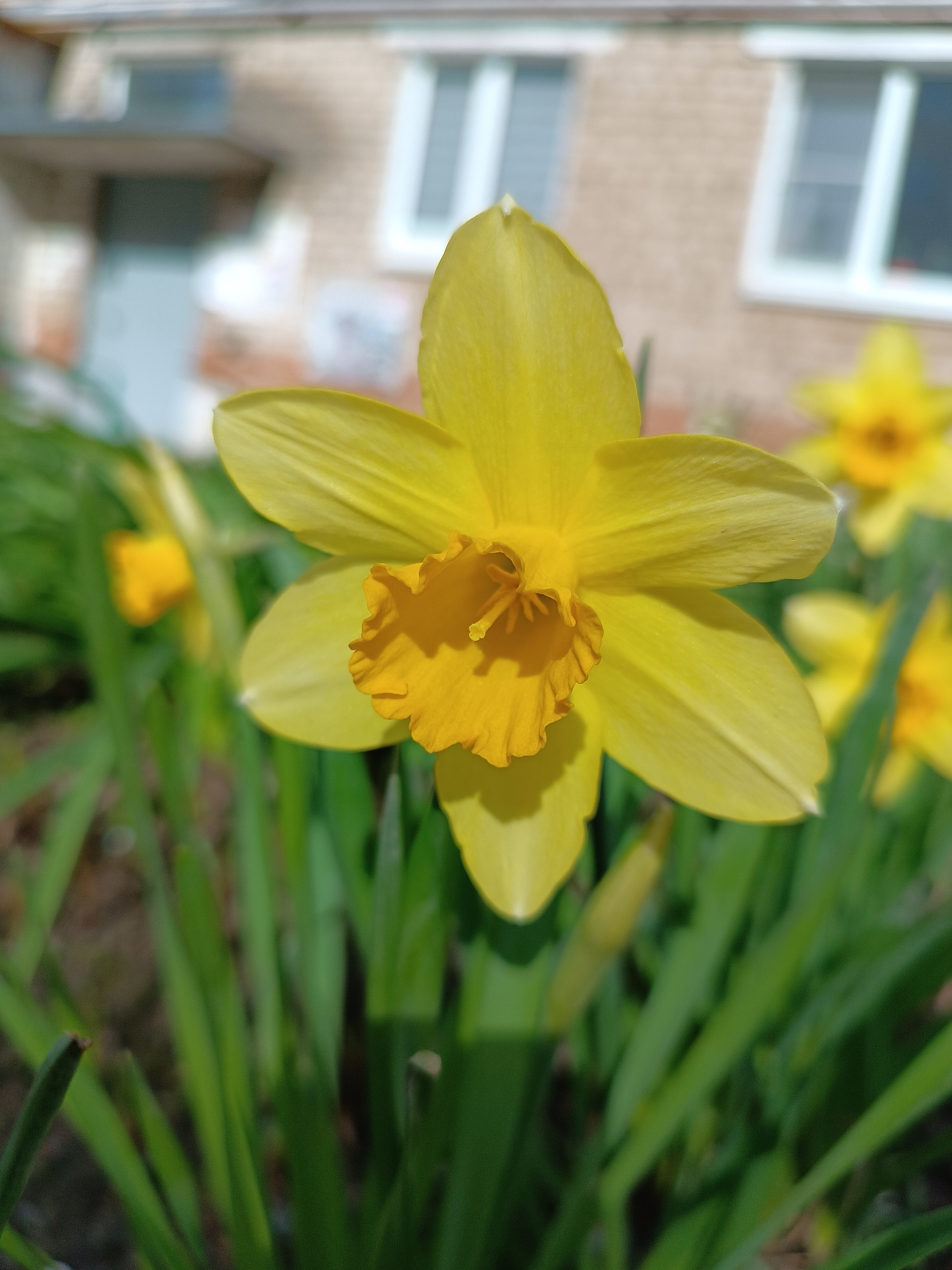 The image depicts a close-up of a vibrant yellow daffodil in full bloom. The flower has six petals and a ruffled trumpet-shaped corona in the center. Green leaves surround the flower. In the blurred background, there's a building with light-colored brick and white-framed windows and a door. Based on the architectural style and context cues, the location is likely Chaikovsky, Russia. Other daffodils can be seen in the background. There is no clear people, actions, interactions, or discernible objects, other than the flora and building elements. The environment is sunny and outdoors.
