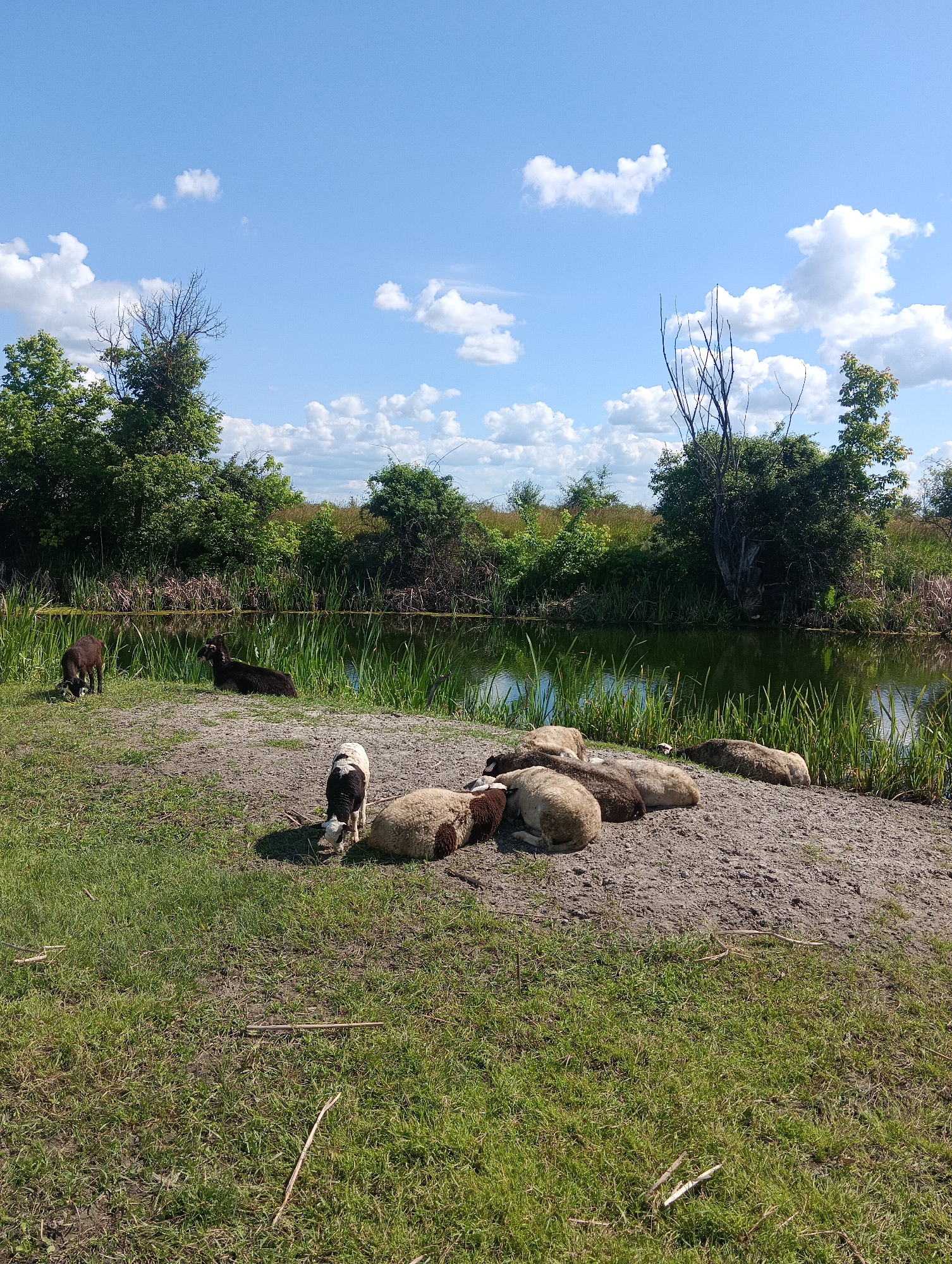 In an outdoor, natural setting, a group of sheep and goats are scattered across a grassy and sandy area next to a calm body of water. The water is bordered by tall green reeds and lush green trees, which form a dense backdrop. Above, the sky is a bright blue with scattered white, fluffy clouds. Some of the sheep are lying down on the sandy patch, appearing to rest, while others are standing and grazing on the grass. One small, black and white sheep is in the foreground, also grazing. Further back, two dark-colored goats are present; one is standing and grazing, and the other is lying down near the water's edge. The overall scene depicts a peaceful rural landscape on a sunny day.