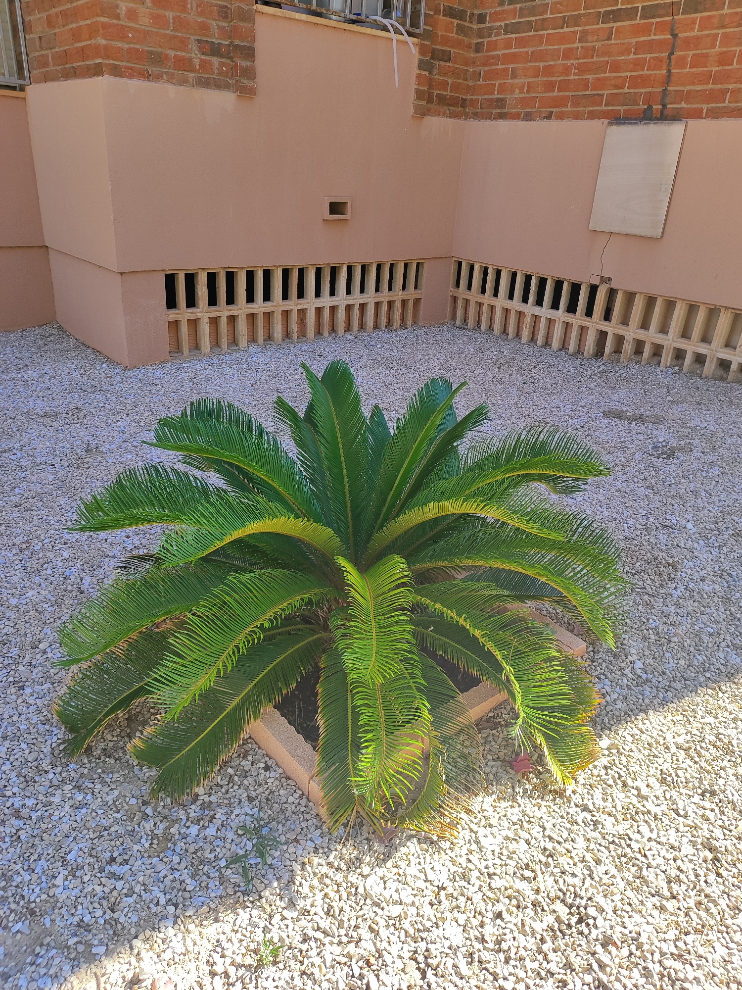 The image shows a sago palm plant situated in a gravel courtyard next to a building. The building has a light brown stucco exterior and a red brick upper section. The lower part of the building's exterior wall features a series of horizontal openings, resembling vents or louvers, constructed from light-colored masonry blocks. The gravel surrounding the plant is composed of small, pale stones. In the background, the building wall has a small, dark rectangular opening. A thin, light-colored wooden board is affixed to the wall at an angle, with a visible crack in the stucco beneath it. The lighting suggests it is daytime with sunlight casting shadows. The environment appears to be an outdoor area within El Campello, Spain.