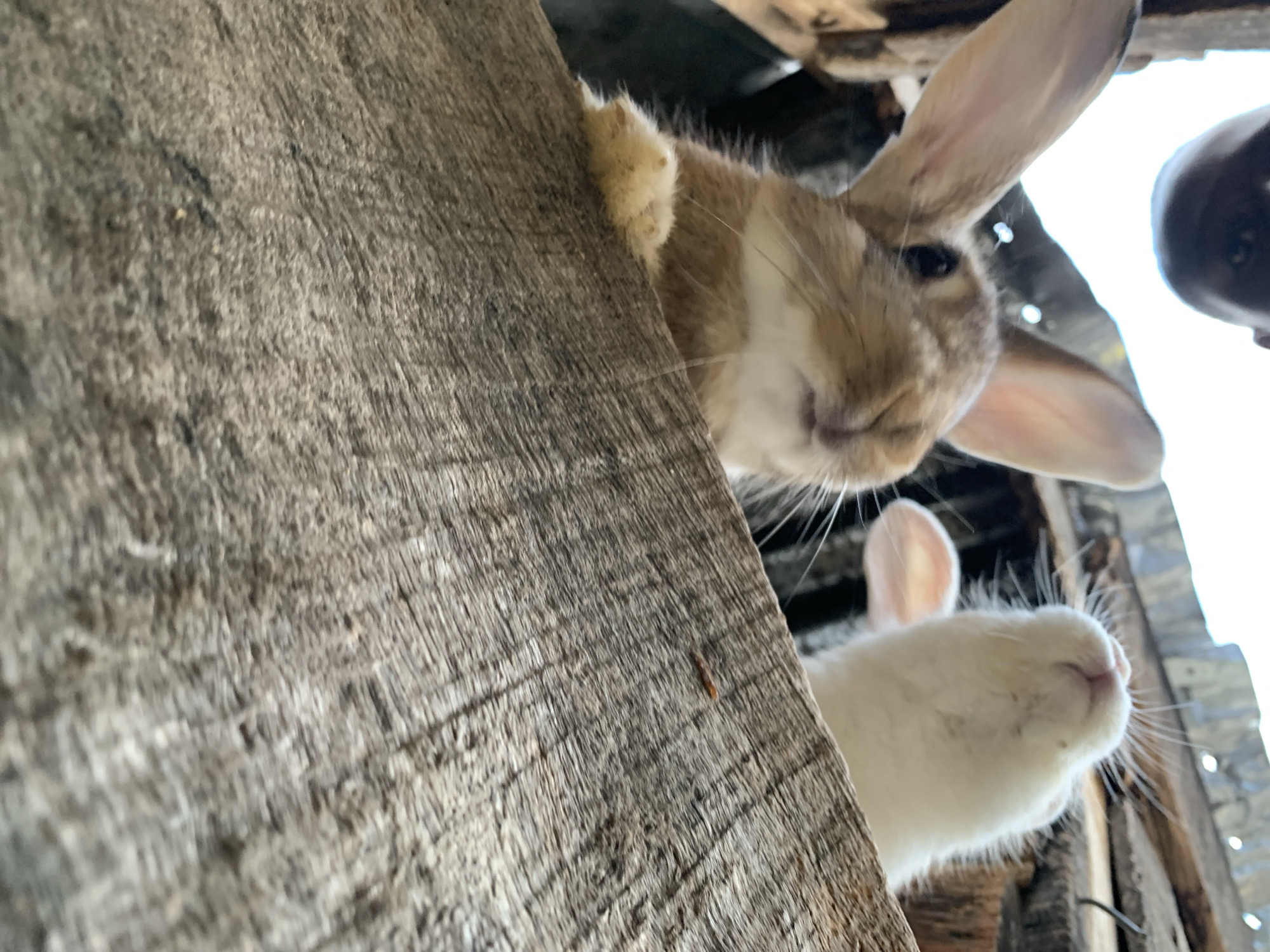 Two rabbits are visible in the foreground of the image, peering over a rough, wooden surface. The rabbit on the left is closer to the camera and appears to be brown and white. Its ears are large and erect, and its nose and whiskers are visible. The rabbit on the right is white and is slightly out of focus. Its head is tilted upwards, and its nose and whiskers are prominent. The background consists of wooden structures and a bright, out-of-focus sky. The perspective is low, as if the viewer is looking up at the rabbits. The image is taken outdoors. The image does not provide any specific details about the city of Jos, Nigeria, or any inhabitants within that city.