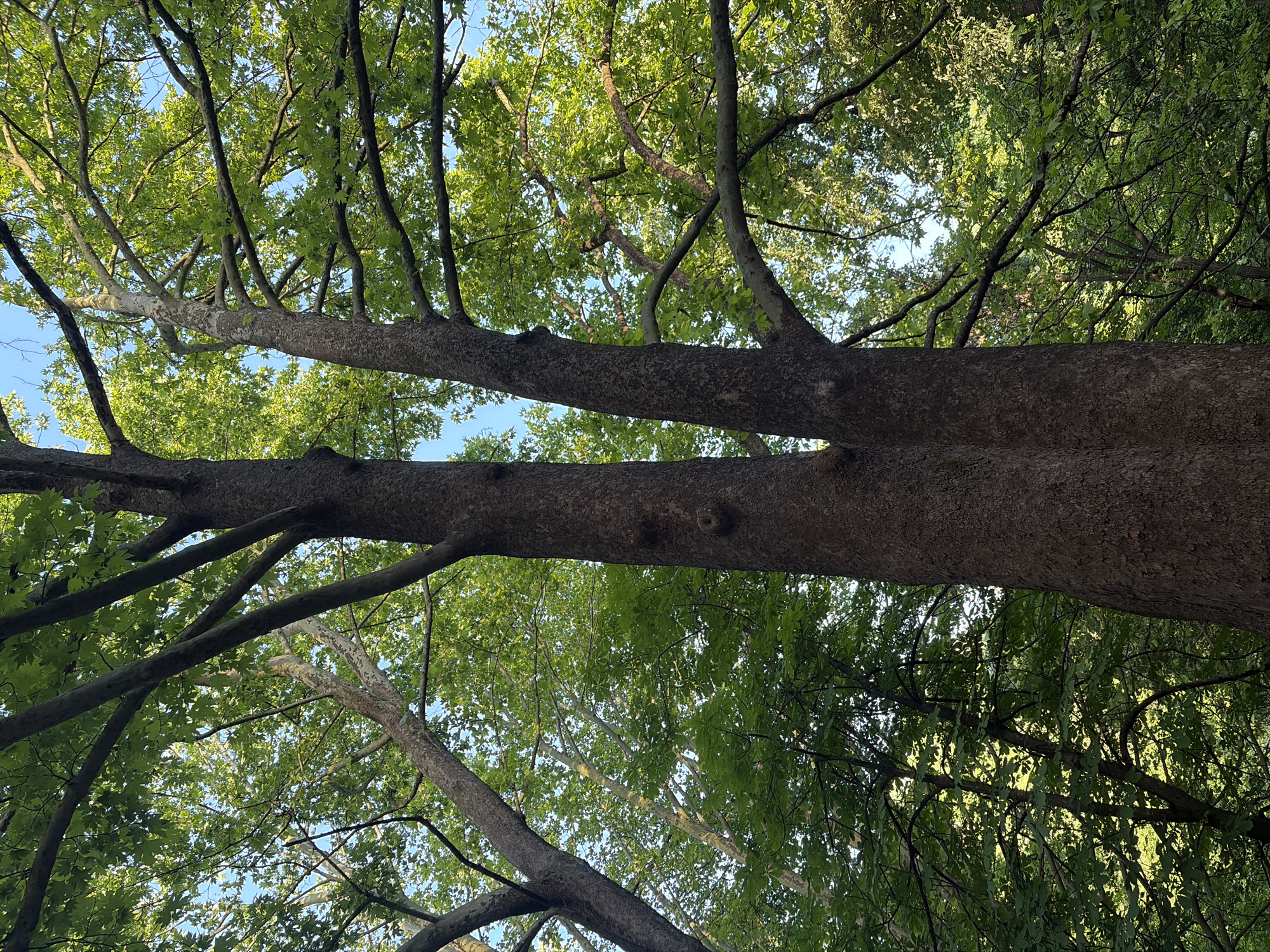 The image depicts a close-up, low-angle view of the canopy of several large trees. Two prominent tree trunks, with rough, dark bark, are visible in the foreground. These trunks appear to be part of a single, large tree that has split into two main stems. The branches of these trees are covered in lush, green leaves, which obscure much of the sky. The lighting suggests it is daytime, with sunlight filtering through the leaves, creating dappled light effects. In the background, more trees and foliage are visible, creating a dense, natural environment. The sky, where visible, is a clear blue. The scene is an outdoor natural setting, likely a park or forest, given the density of the trees and the absence of any urban infrastructure. No people or animals are present in the image. The location is not specified, but the description is consistent with a wooded area.