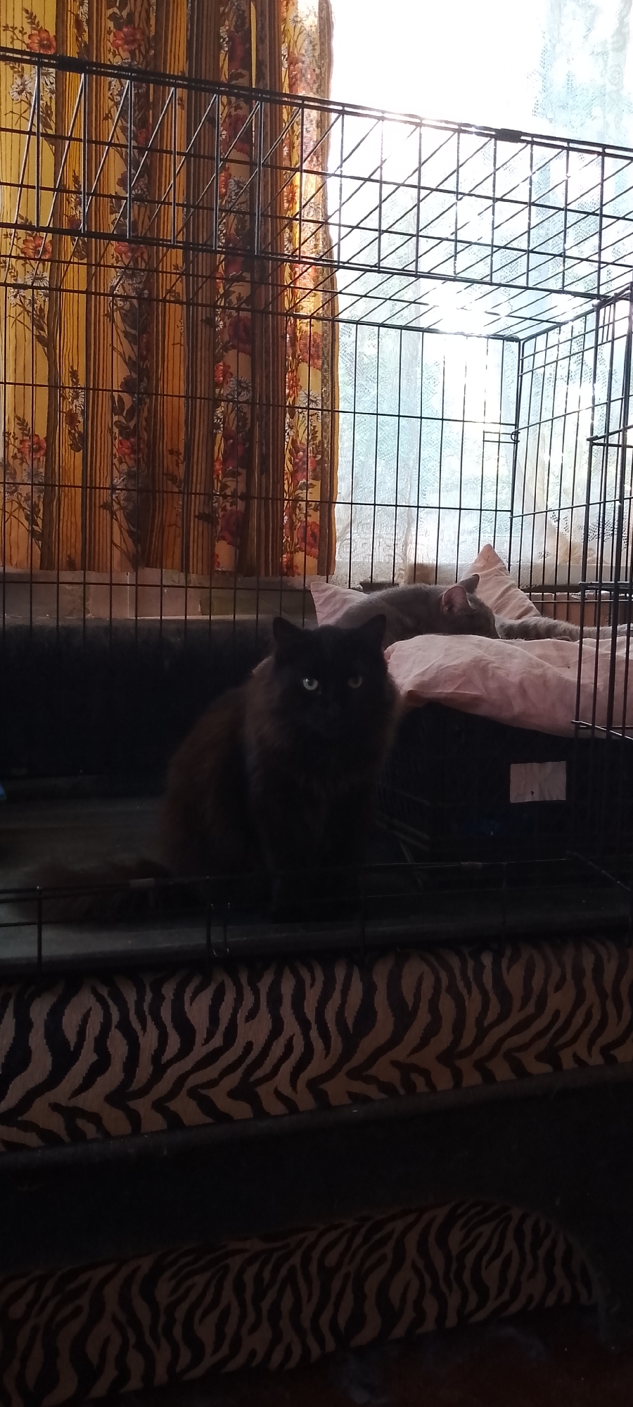 A black cat with green eyes sits in a cage, looking forward. Behind the cat, a grey cat is sleeping on pink pillows. The cage is placed in front of a window with floral curtains. The floor of the cage has a zebra-striped mat. The image is taken indoors. There is no information about the location in Belgorod, Russia.