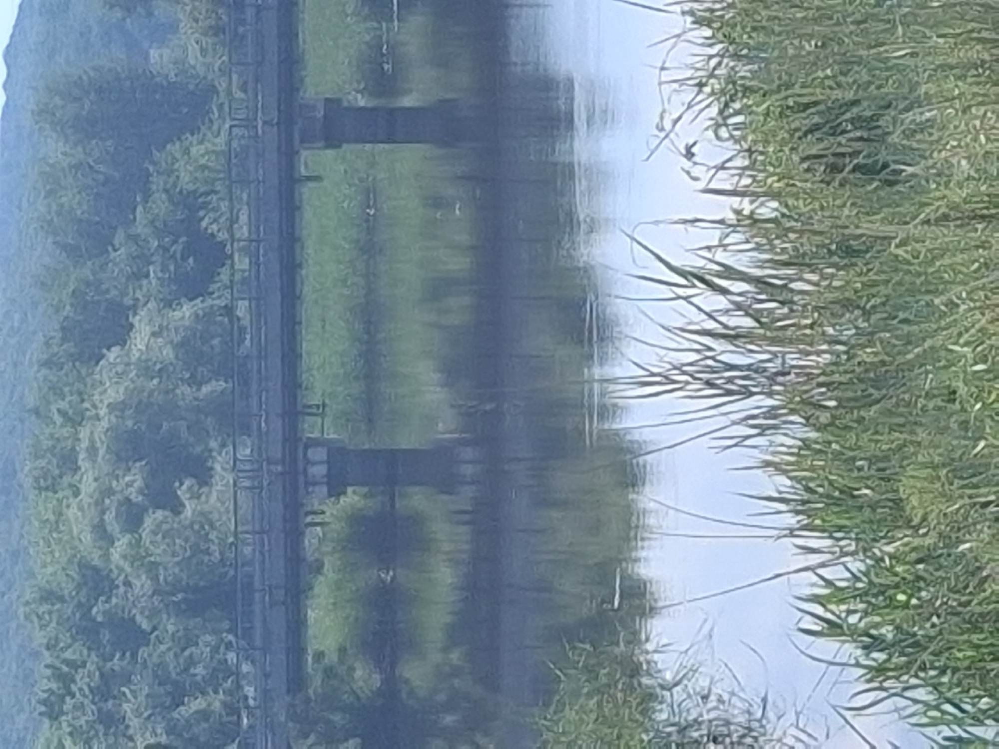 This image depicts a tranquil natural scene in Shkorpilovtsi, Bulgaria, featuring a river, a bridge, and dense vegetation. In the foreground, tall, green reeds and grasses line the banks of a calm body of water, partially obscuring the immediate shoreline. The water surface is reflective, mirroring the sky and surrounding foliage, with subtle ripples evident. In the midground, a multi-span bridge, likely constructed from concrete or stone, crosses the river. The bridge features a flat deck with railings running along its length and is supported by at least two prominent, dark-colored pillars visible within the water. The areas directly beneath and around the bridge on the banks appear to have sparse green vegetation. The background consists of a dense, lush forest extending over gently rolling hills, which stretch towards a hazy horizon under an indistinct sky. No human figures or discernible animal life are visible in the frame. The overall lighting suggests an overcast or diffused daylight condition.