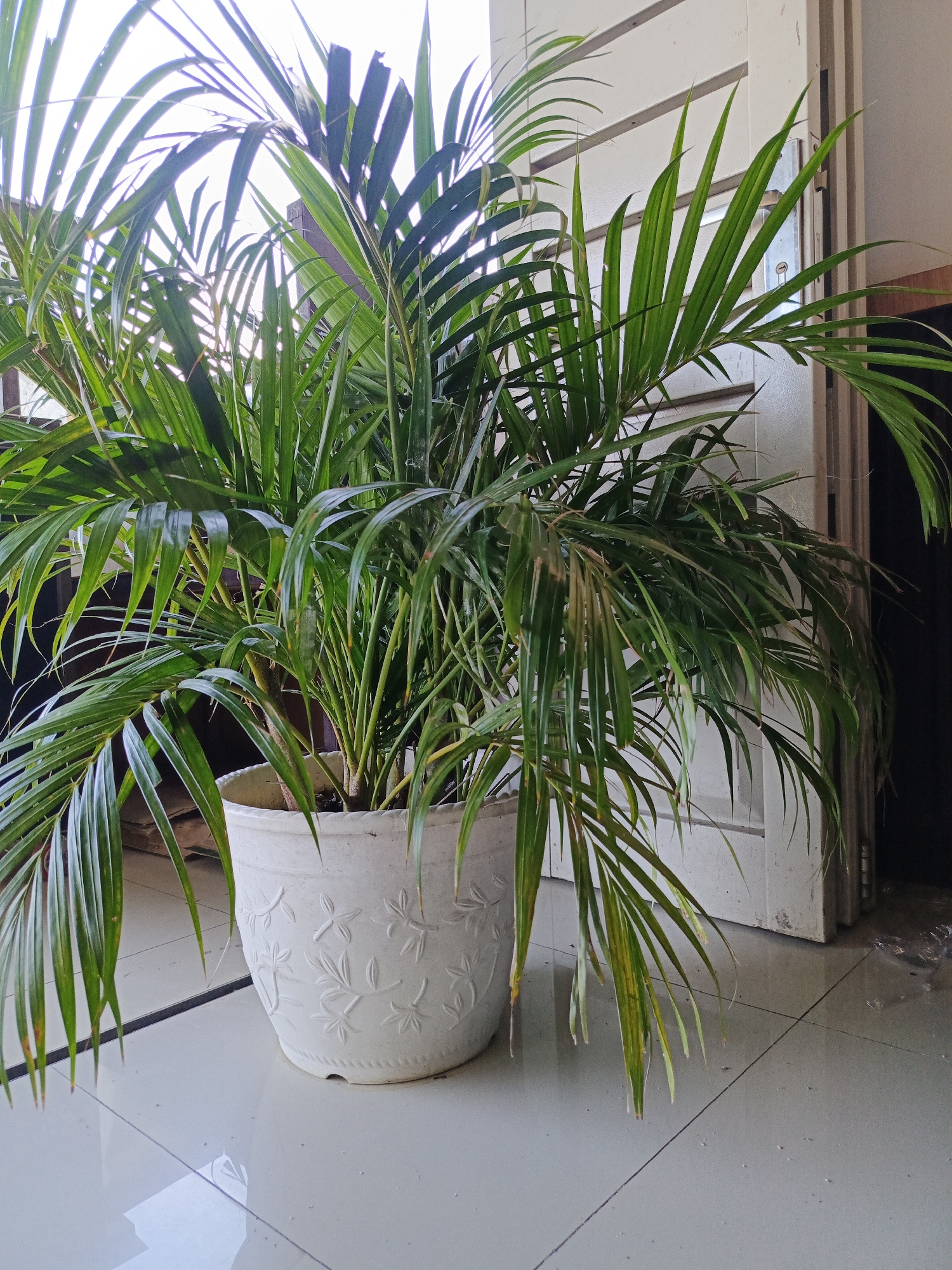 A potted Areca palm with lush green fronds sits on a tiled floor next to a white door. The plant, in a white decorative pot, is well-lit by natural light. The background shows a door frame with a white door, and the floor is tiled with light-colored squares. The setting appears to be an indoor or semi-outdoor space, possibly a veranda or patio area. No people are present in the image. The overall impression is one of a healthy, well-maintained houseplant. The location in Bireuenmeunasahdayah, Indonesia, suggests a tropical or subtropical environment, which is suitable for this type of palm.