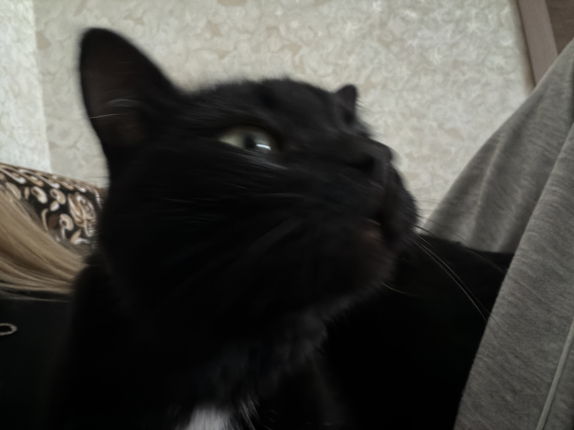 A black cat with white markings on its chest is partially visible in the foreground, looking to the right. The cat's fur is mostly dark, with some lighter fur visible around its chest and chin. Its right eye is open and appears to be green. The cat is positioned in front of a textured, light-colored wall. To the right of the cat, a gray garment, possibly a hoodie or blanket, is draped. To the left of the cat, a patterned surface, possibly upholstery, is visible, with a strand of blonde hair resting on it. The overall scene is dimly lit, and the image is slightly blurred, suggesting movement. The location is unknown.