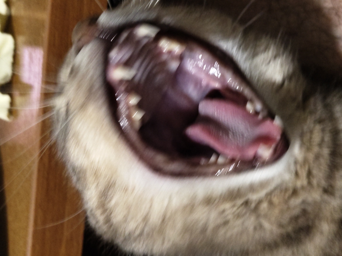 A close-up photograph depicts a cat with its mouth wide open. The cat's tongue and teeth are clearly visible. The fur surrounding the mouth is a mix of light and dark shades, giving it a tabby-like appearance. The image is taken at a close range, focusing on the interior of the cat's mouth. The background is blurry and includes a wooden surface. There is no indication of location or city.