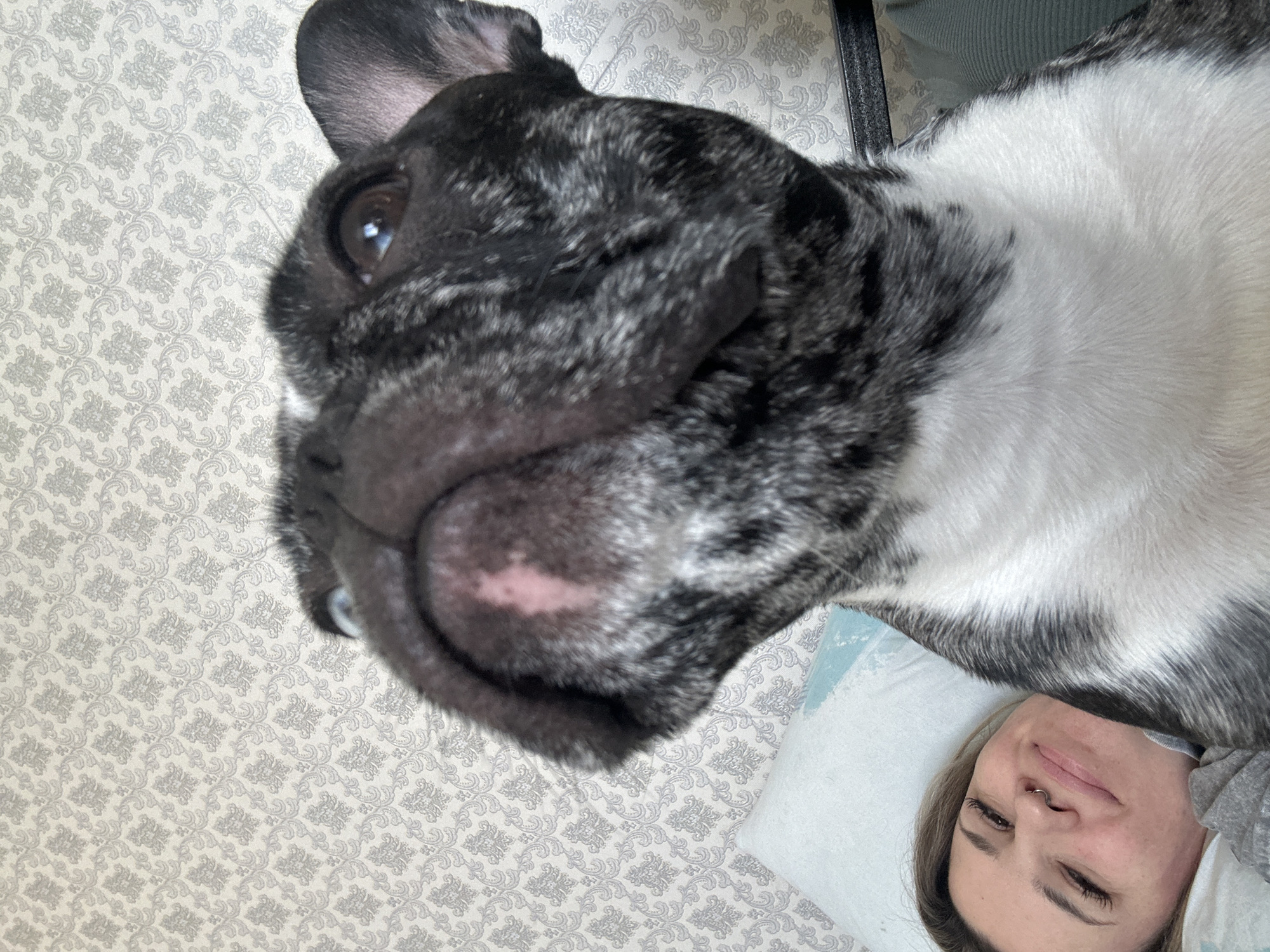 An indoor scene in Rostov-on-Don, Russia, features a brindle French Bulldog in the foreground, facing slightly left and looking upwards. The dog displays a mottled black and grey coat with a white chest, a black nose showing a pinkish discoloration, and erect ears. Partially visible in the mid-ground, positioned below and to the left of the dog, is a female individual lying on her left side on a light blue pillow. She has light hair, a subtle smile, closed or squinted eyes with prominent eyelashes, and a silver ring in her right nostril. She appears to be wearing a grey top. The background consists of a wall covered in light-colored wallpaper patterned with a repeating grey damask motif. A dark furniture component, consistent with a headboard, is partially visible to the right of the dog.