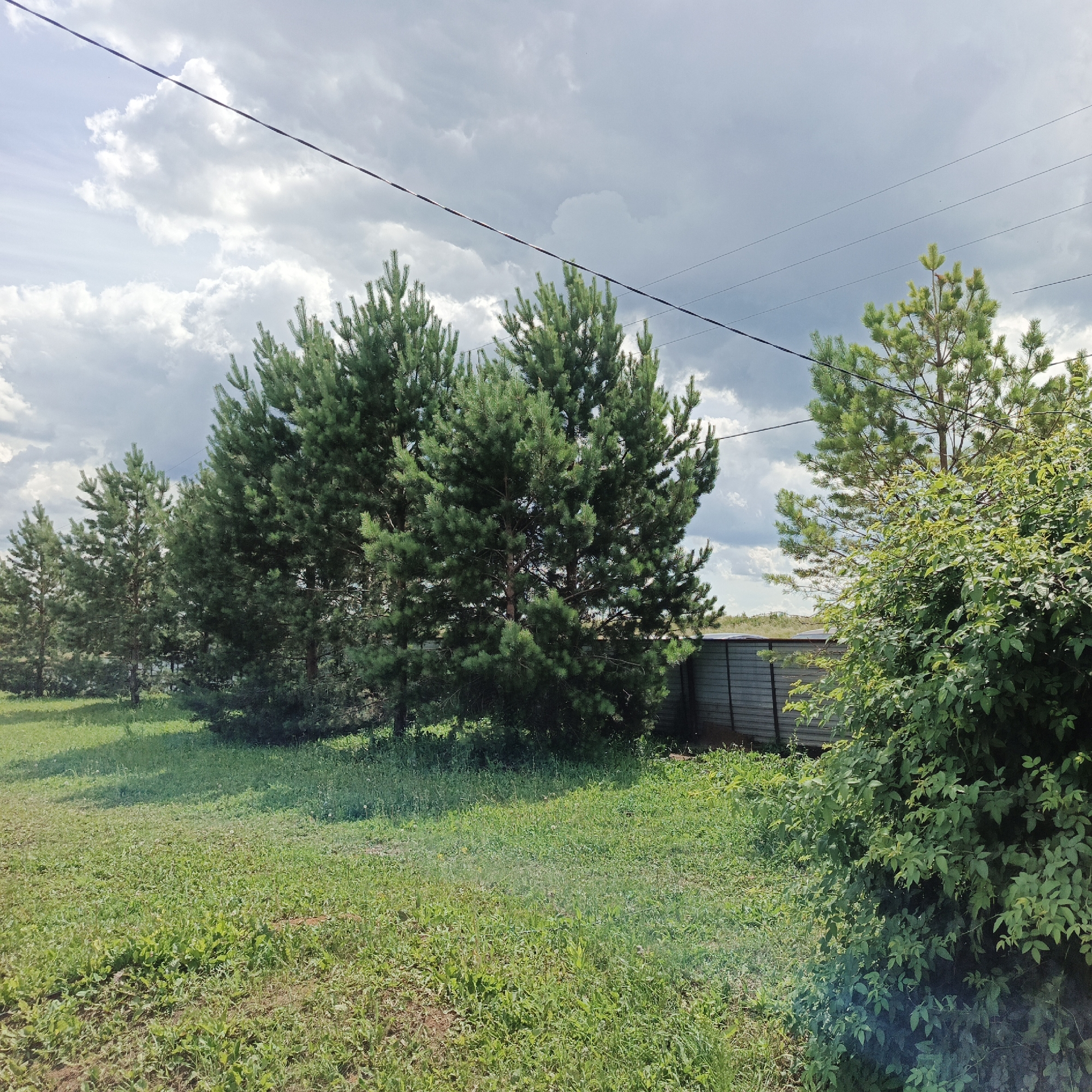 The image depicts an outdoor scene in Orlovka, Russia, likely on a bright, overcast day. The foreground is dominated by a lush green lawn interspersed with various weeds and wildflowers, suggesting a natural or semi-wild environment. A line of mature pine trees runs across the middle ground, their dense foliage creating a textured backdrop. To the right, a large, leafy bush is prominently featured, its vibrant green leaves contrasting with the darker pines.
In the background, a corrugated metal fence is visible, partially obscured by the vegetation. Beyond the fence, the landscape appears to be open, possibly fields or more distant trees, under a sky filled with a mix of bright white clouds and darker, more ominous grey clouds, indicating potentially changeable weather. A single black wire stretches diagonally across the upper portion of the image, likely a power line, a common element in rural settings.
There are no people or animals visible in the frame. The scene conveys a sense of tranquility and natural beauty, with a hint of rustic simplicity due to the presence of the fence and power line. The time of day is likely afternoon, given the quality of the light, but the overcast conditions make it difficult to be precise. No text is visible in the image.