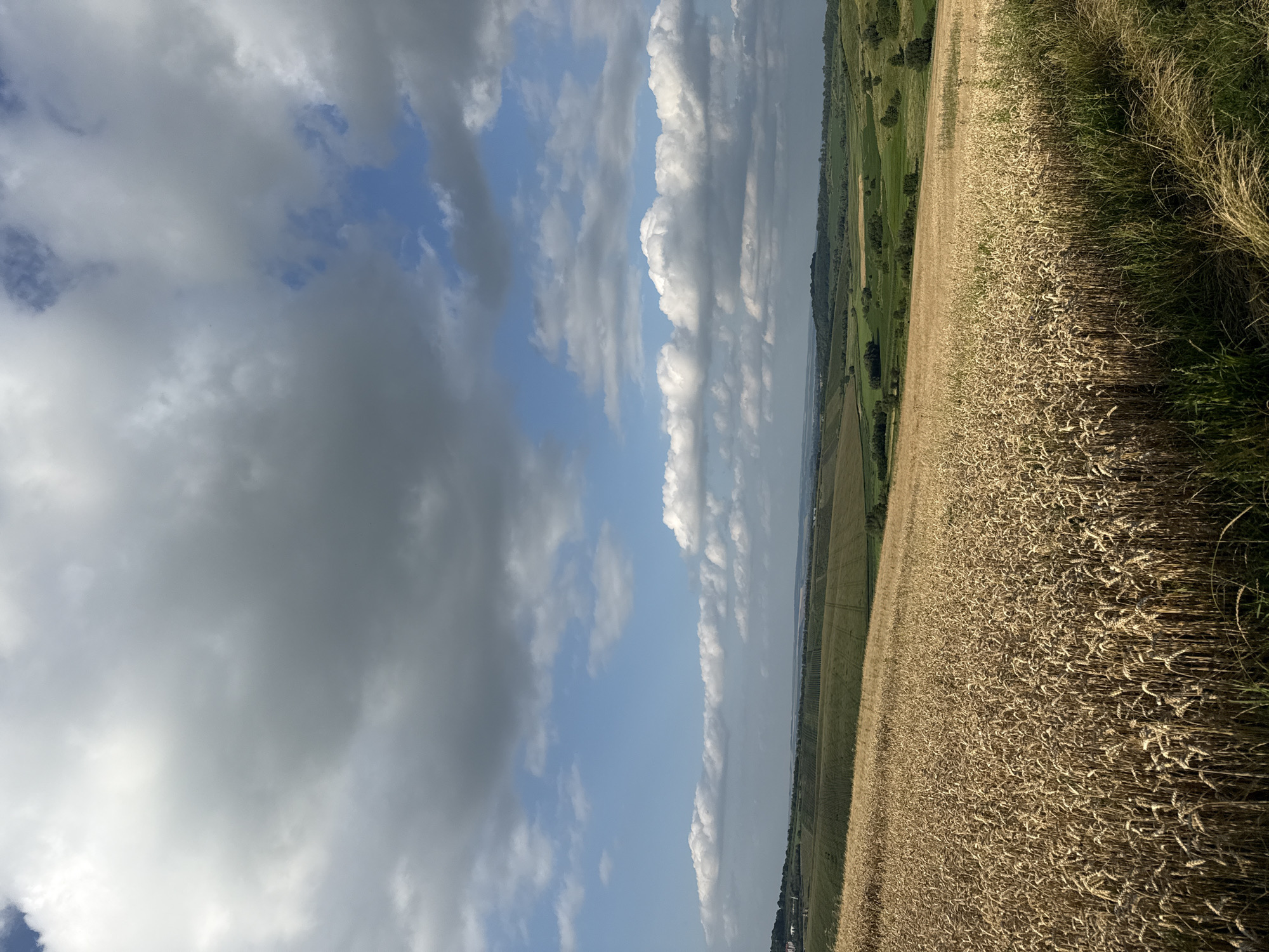 This media file depicts a landscape scene featuring a field of golden wheat under a cloudy sky. The image is oriented vertically, with the sky occupying the left portion and the field stretching across the right. The sky is a mix of light and dark gray clouds against patches of blue. In the distance, beyond the wheat field, rolling green hills and fields are visible, suggesting a rural or agricultural setting. The wheat appears ripe and ready for harvest, with tall stalks forming a dense texture. The lighting suggests it is daytime, likely late afternoon, given the warm tones of the wheat and the dynamic cloud formations. There are no people or specific objects clearly identifiable, and no text is present. The overall impression is one of natural beauty and the bounty of a harvest season.