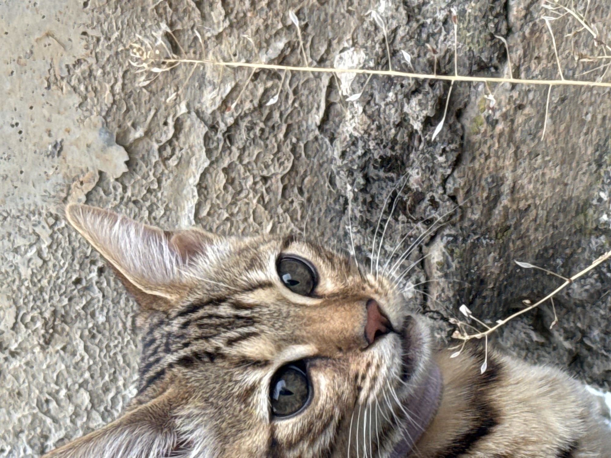 A tabby cat with large, dark eyes and white whiskers peeks out from the left side of the frame, its body partially obscured by a rough, textured, light gray wall. The cat wears a light purple collar. A dry, thin stalk of grass stands to the right of the cat. The background is a mottled gray and brown wall, appearing weathered and cracked in places. This image was taken in Rzhev, Russia.