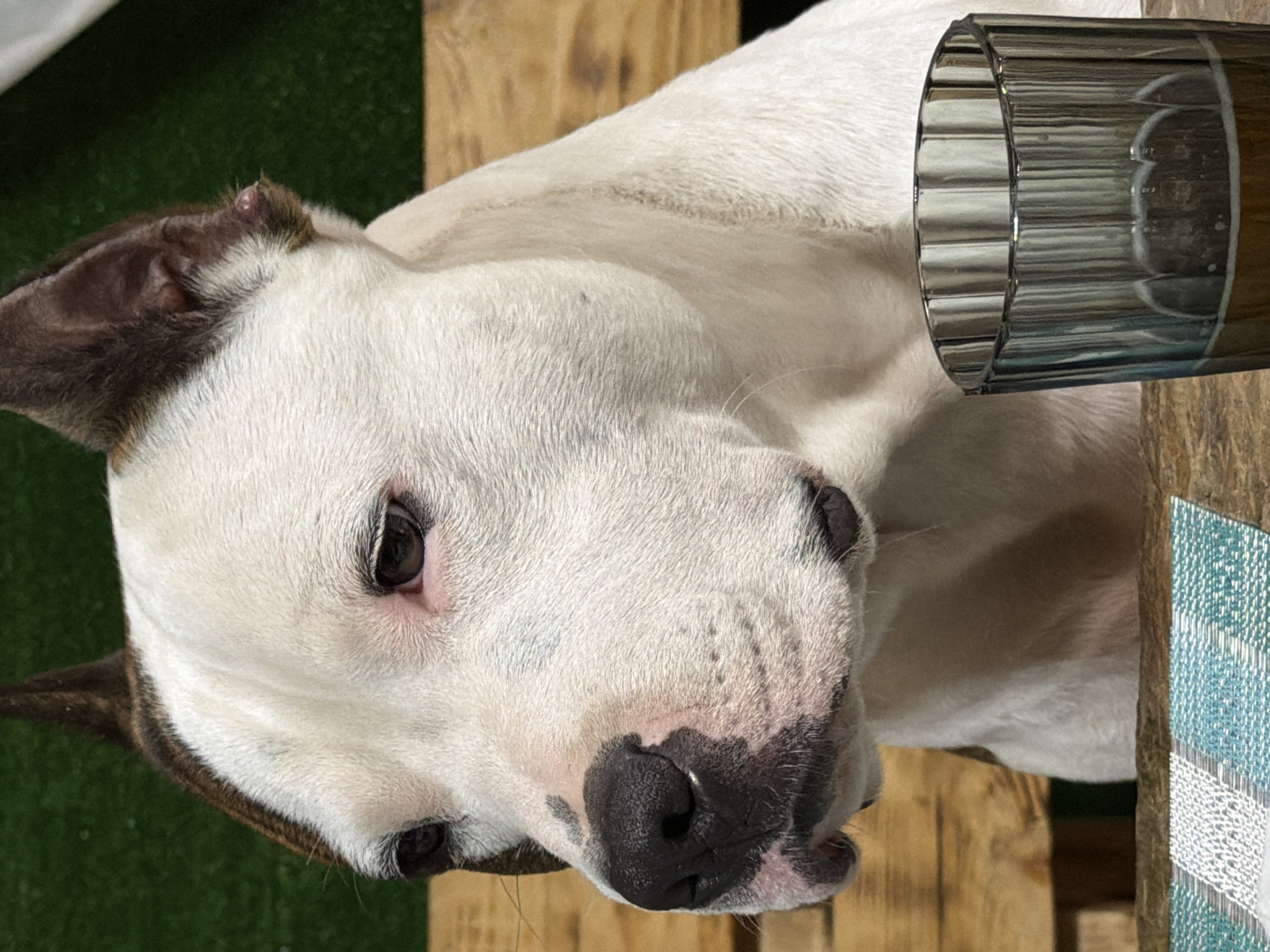 A close-up, head-and-shoulders studio shot captures a white pit bull with brown markings on its ears and head. The dog is seated outdoors on a wooden bench, with a green, textured surface visible in the background. In the foreground, a ridged glass filled with a light-colored liquid, possibly beer, sits on a wooden surface. The dog's gaze is directed to the left, and its ears are perked. The lighting suggests it is daytime, and the overall scene is a portrait of the dog. The image does not depict any recognizable landmarks of Tuapse, Russia.