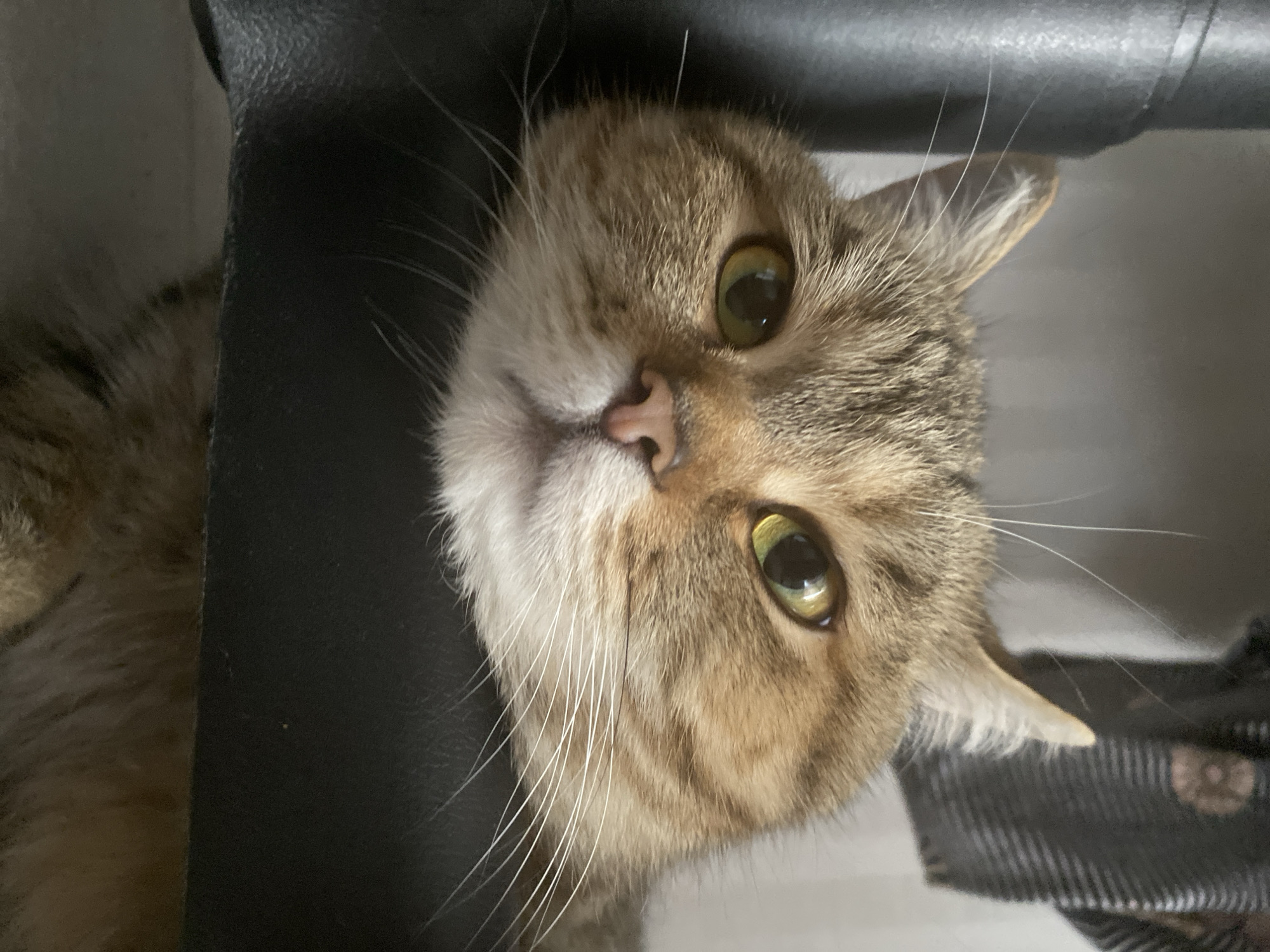 The media file is a close-up, vertically oriented photograph of a cat's face. The cat has tabby markings with brown and tan fur. Its eyes are a striking green, and its nose is a light pink. Long, white whiskers fan out from its muzzle. The cat appears to be lying down, with its head tilted slightly. Part of a dark, textured surface, possibly furniture, is visible on the left side of the image, and a patterned fabric is visible on the right. The lighting suggests an indoor environment. The cat's expression is neutral, possibly curious or sleepy. There is no visible text in the image.