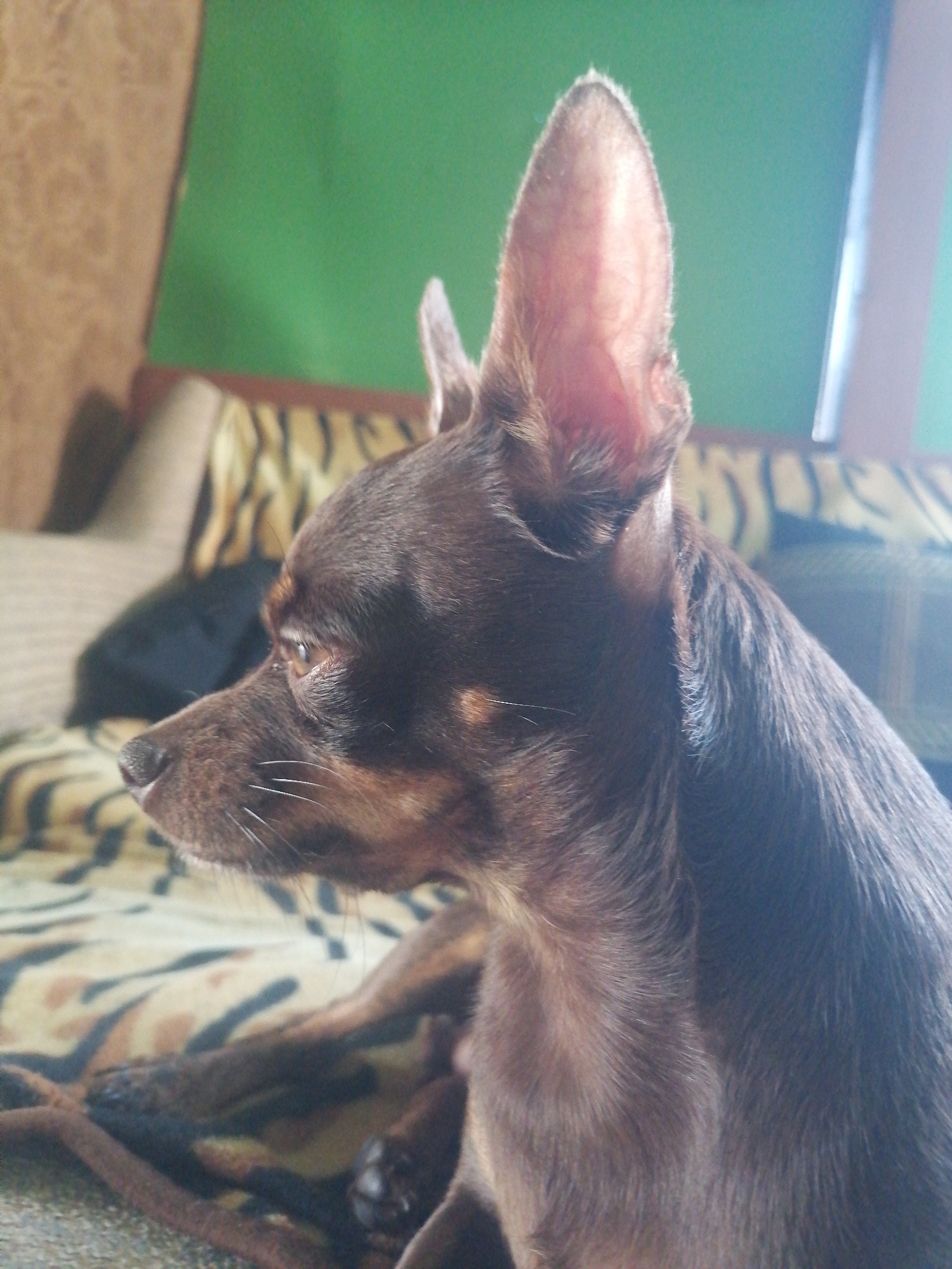 An indoor, close-up, profile shot shows a dark brown toy terrier dog with large ears. The dog is lying down on a blanket with a tiger-striped pattern. The background is out of focus and consists of a green wall and upholstered furniture with a brown and tan pattern.