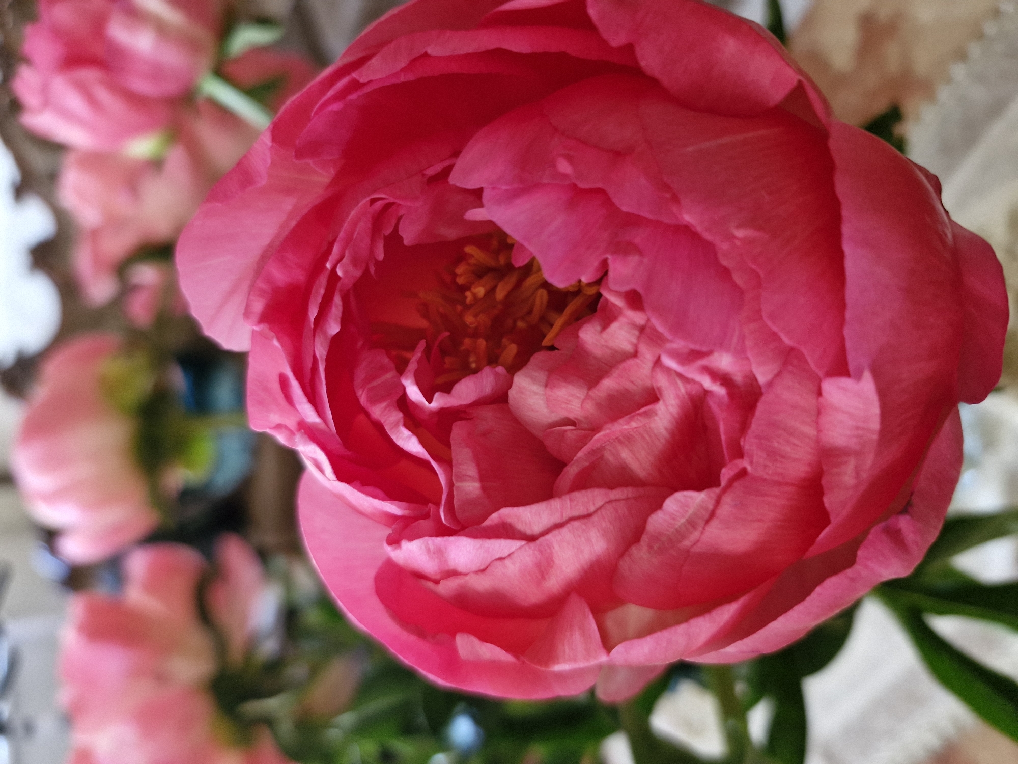 A close-up photograph features a vibrant pink peony in full bloom. The flower's petals are layered and ruffled, with a darker, more intense pink towards the center where the stamens are visible. Other, blurred pink flowers are present in the background. Green leaves and stems are visible at the bottom right of the frame. The environment suggests an indoor setting, possibly a floral arrangement.
