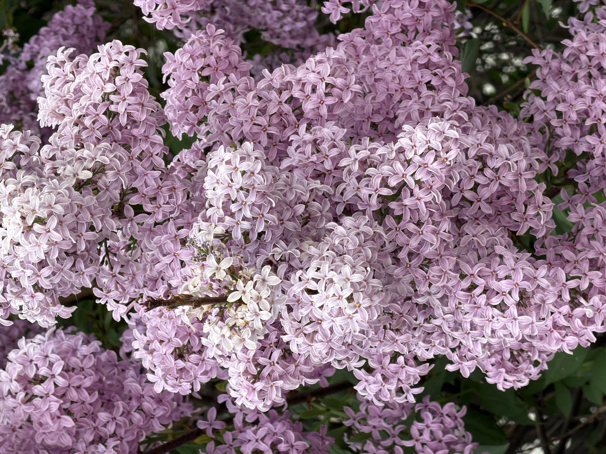 A close-up photograph shows a cluster of blooming lilac flowers in a garden. The lilacs display varying shades of pale purple and white. A thin, brown branch is visible among the flowers. The background contains sparse green foliage. The location is identified as Unknown, Unknown.
