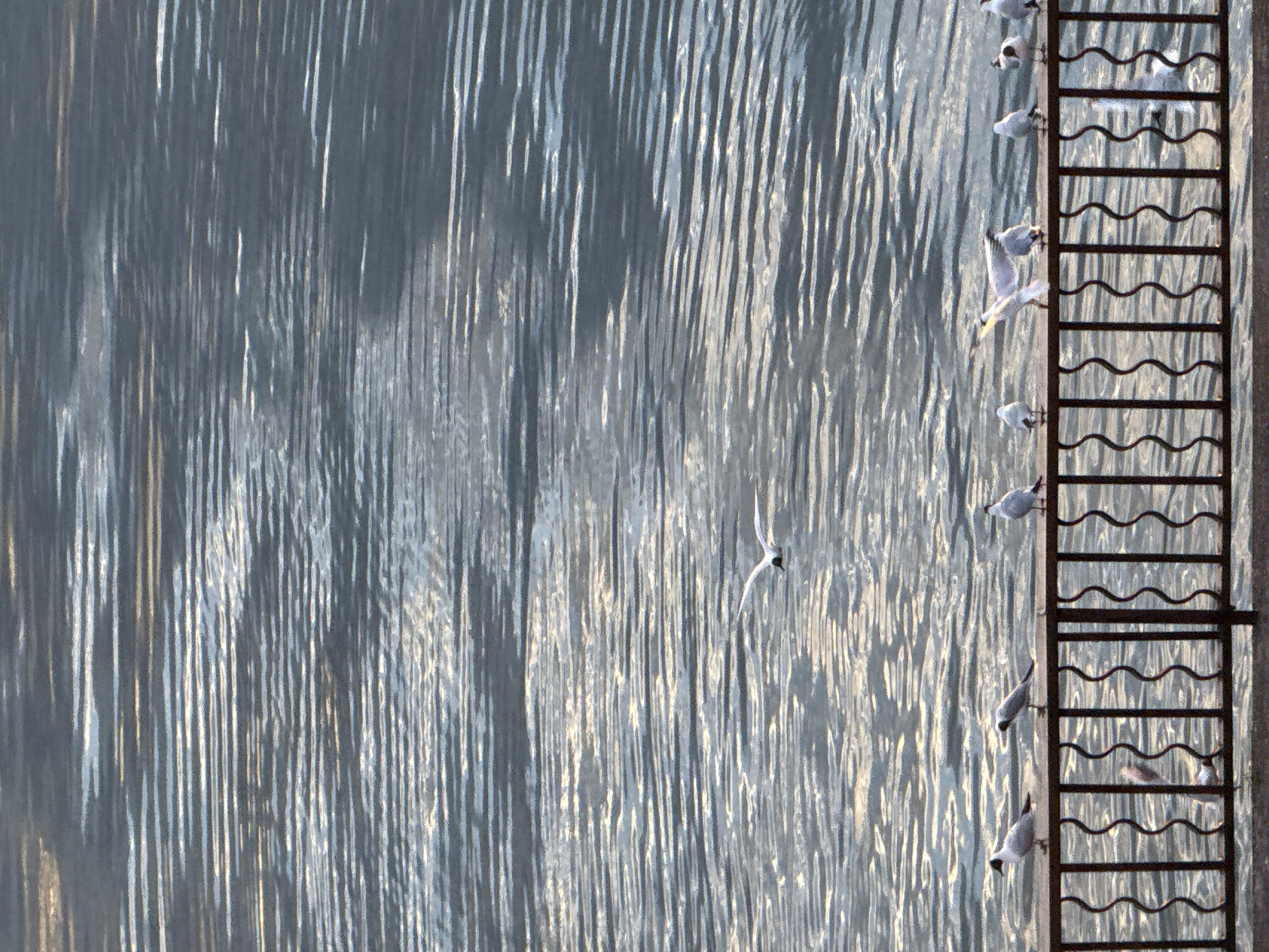 The image shows a body of water, likely a river or lake, with a distinct pattern of ripples. A flock of seagulls is perched on a dark metal railing in the foreground, with some also in flight above the water. The railing has an ornamental design with repeating wavy vertical bars. The water reflects the sky and possibly some sunlight, creating bright streaks across the surface. The overall scene is calm and depicts a natural setting within an urban environment, possibly along the embankment of the Votka River in Votkinsk, Russia, given its characteristic waterway and promenades. No people are visible in the image.