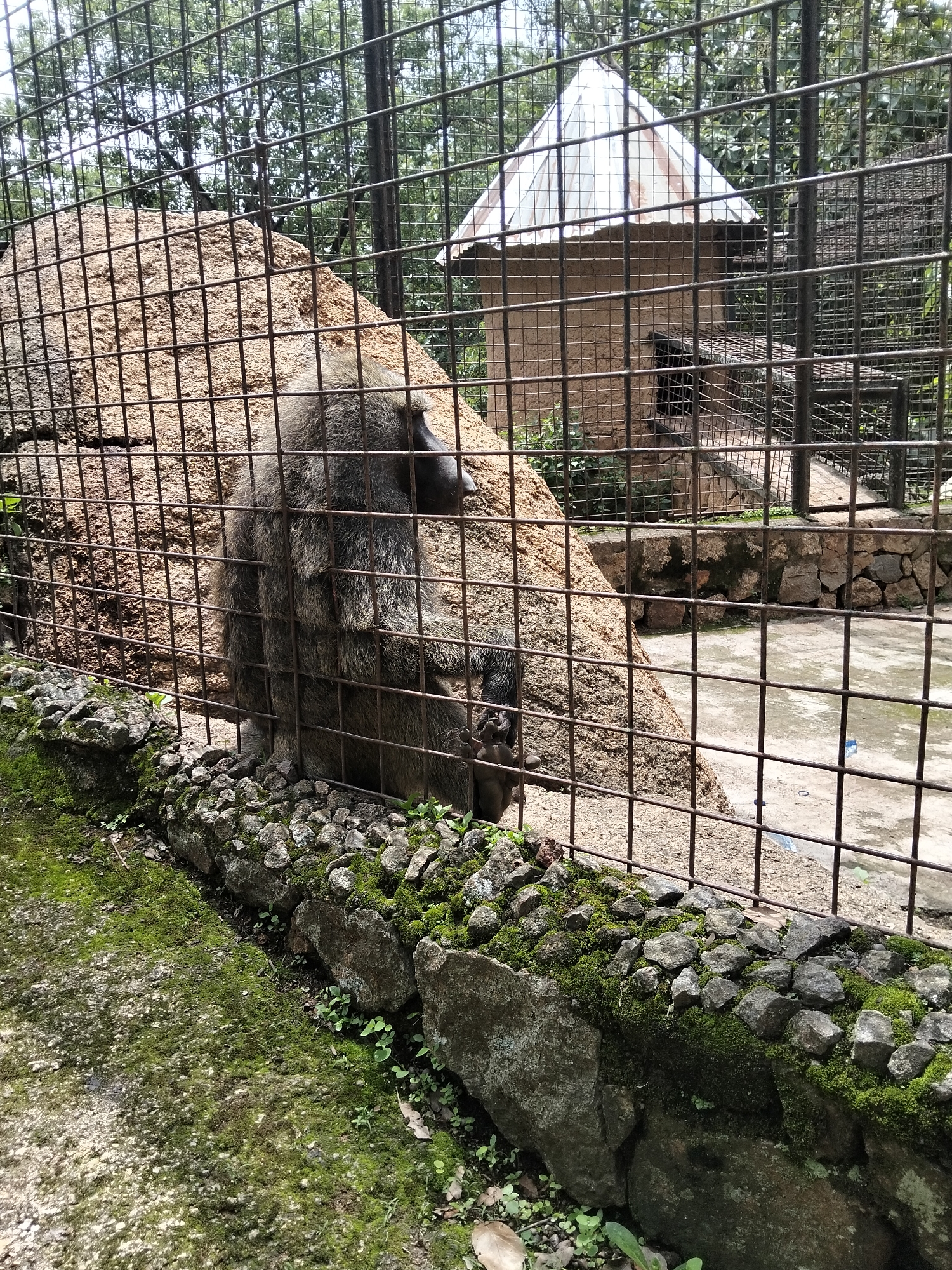This is a medium shot, eye-level photograph of a baboon in an enclosure. The baboon, a large primate with coarse, dark fur, is positioned in the center-left of the frame, facing away from the camera and towards a large rock formation. Its back is to the viewer, and its head is turned to the right, revealing a portion of its face. The baboon's left hand is visible, grasping what appears to be the ground or a low surface.
The enclosure is characterized by a thick, rusty metal grate that occupies the foreground and extends across the entire width of the image, obscuring a clear view of the interior. Through the grate, the baboon is seen against a backdrop of the rock formation and a man-made structure.
The rock formation is substantial, irregular in shape, and appears to be a natural element within the enclosure. Behind the baboon and the rock, a small, dome-shaped structure with a corrugated metal roof is visible. The structure is made of what appears to be brick or adobe. A dark opening, possibly an entrance, is visible on the side of this structure. The enclosure's floor is a mixture of concrete and dirt.
The environment outside the enclosure includes dense green foliage from trees, suggesting an outdoor setting. In the foreground, along the bottom edge of the image, there is a low, stone wall covered in moss and small green plants, with some loose gravel and dirt. The lighting suggests it is daytime, possibly overcast, as there are no strong shadows.
The image appears to have been taken at the zoo in Jos, Nigeria, given the presence of an animal enclosure designed for a primate of this size and the typical zoo landscaping, which often includes naturalistic elements like rocks and vegetation along with built structures.