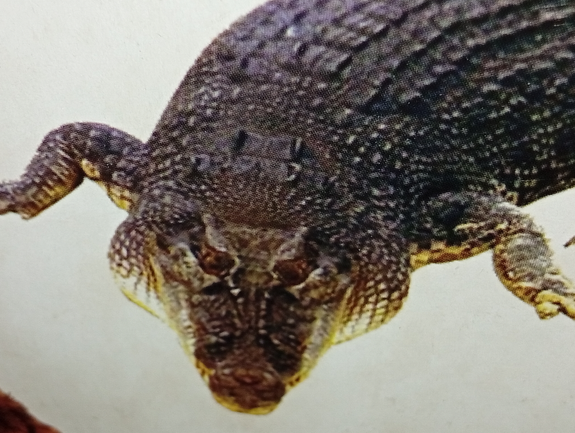 A close-up, high-angle shot shows the head and front limbs of a crocodile against a plain, off-white background. The crocodile's scales are detailed, showing a rough texture with dark and lighter speckled patterns. Its eyes are visible, and its snout is prominent. The crocodile's skin appears textured and leathery, with visible folds and ridges around its neck and limbs. The lighting is even, with no harsh shadows. There is no information available regarding the specific location in Lhokseumawe, Indonesia.