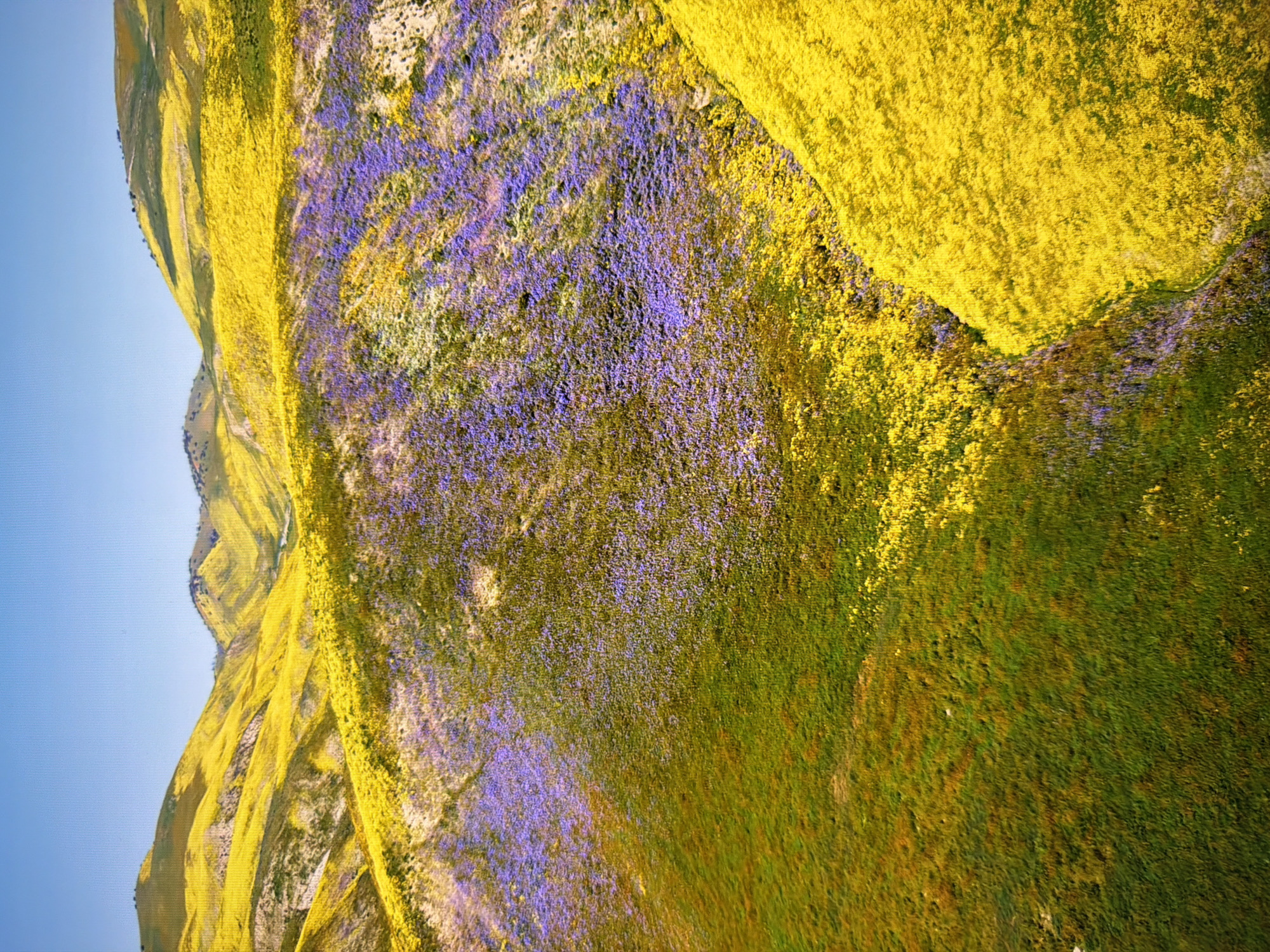This is an aerial view of rolling hills covered in a vibrant carpet of wildflowers. The dominant colors are bright yellow and a mix of purple and white flowers, creating a striking contrast against the green grass. The landscape suggests a natural, undeveloped area. The sky is a clear, pale blue. This scene does not depict the city of Kyiv, Ukraine.