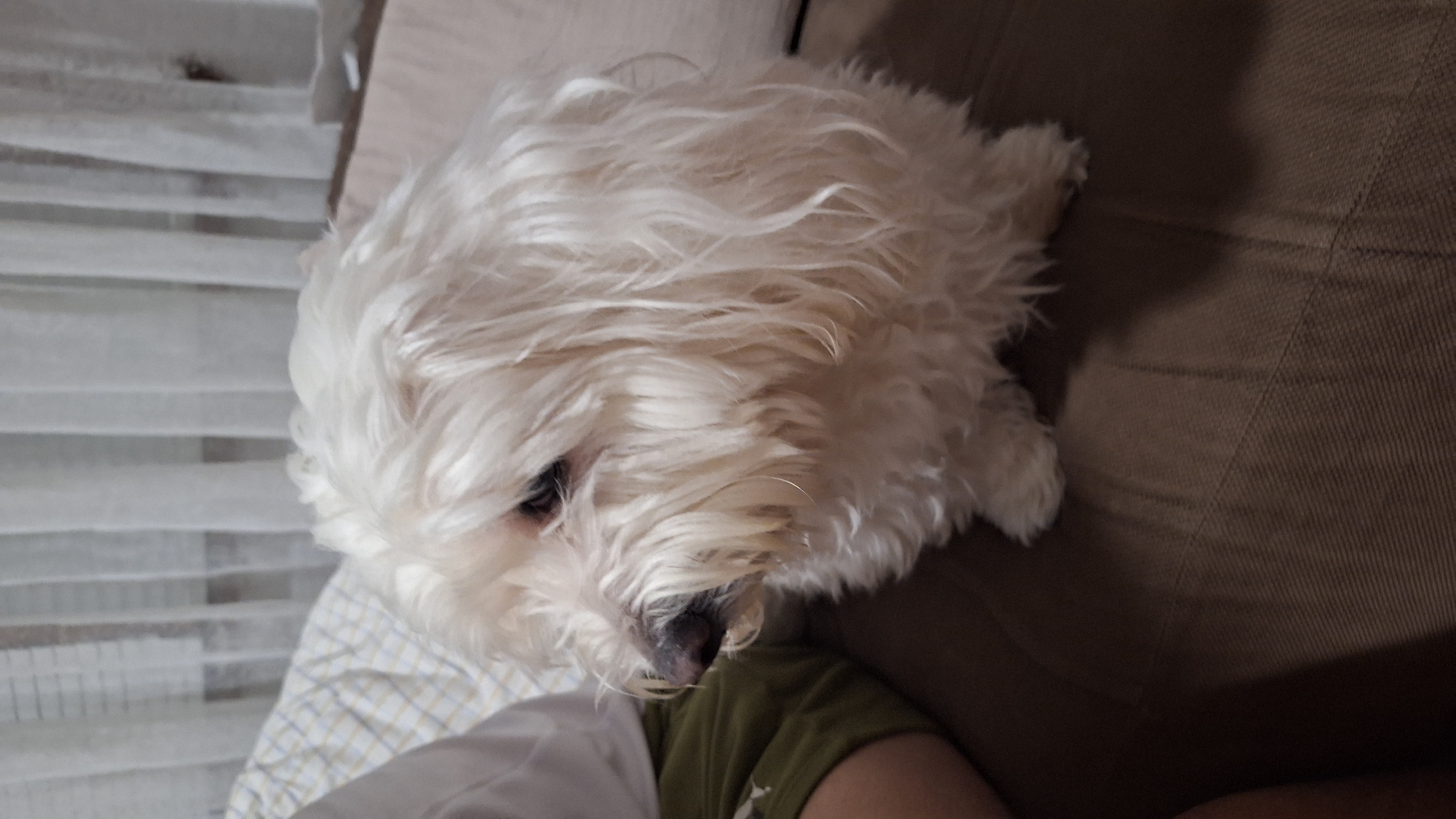 A fluffy white dog is resting on a couch. Part of a person's leg, clad in an olive green shirt, is visible under the dog's head. The background includes a partially visible bed and window blinds. The location is not discernible from the image, and thus, I cannot confirm it is in Blagoevgrad, Bulgaria.