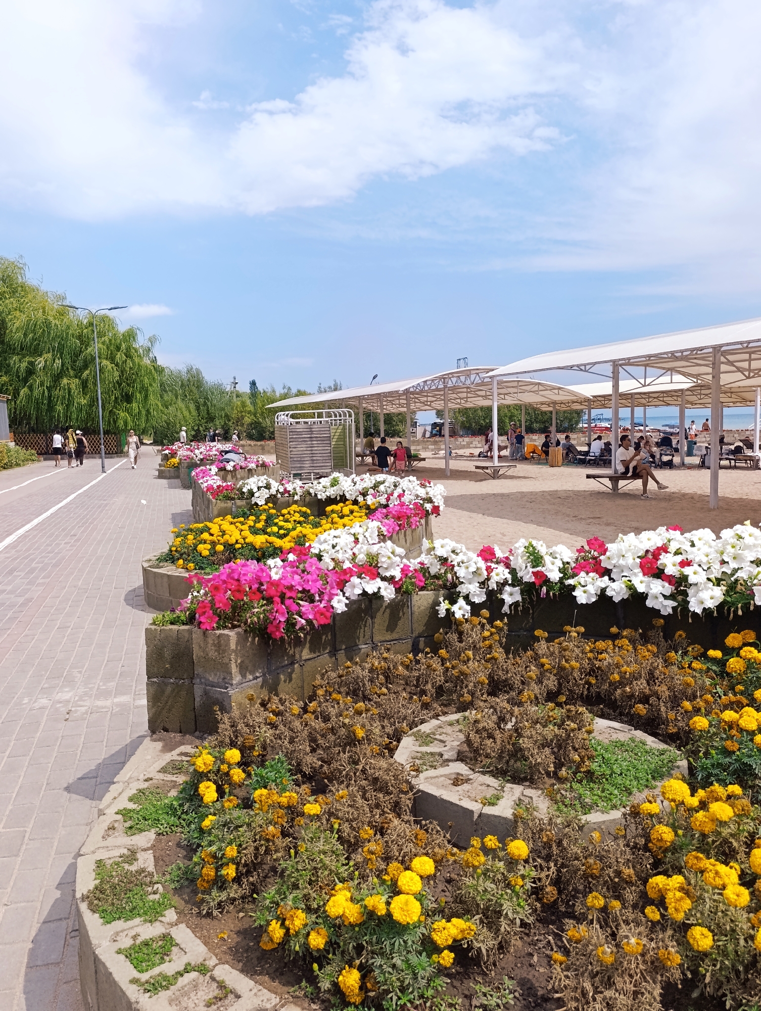 This is a medium-angle, eye-level, full shot of a paved walkway next to a flowerbed overflowing with vibrant pink, white, and yellow petunias. Behind the flowers, several people are seated under white canopies on a sandy beach. In the distance, the sea is visible. To the left of the walkway, a tall weeping willow tree casts a shadow. The sky is blue with scattered white clouds. The scene appears to be a public park or recreation area in Sary-Oy, Kyrgyzstan.
