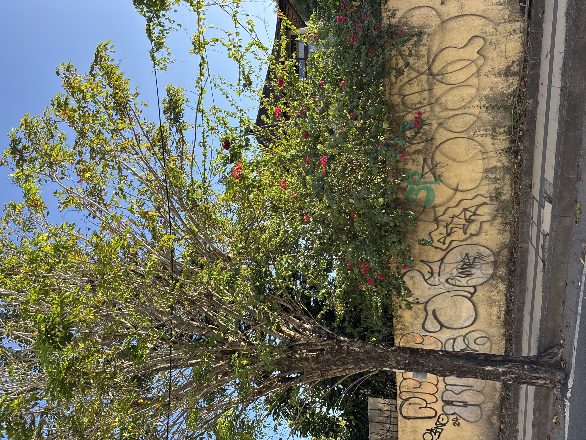 This outdoor scene captures a street in Kuta, Indonesia, presenting a vertical composition. A tree dominates the left, its branches lush with green leaves and a few touches of red flowers, extending towards the clear blue sky. Alongside the tree, a wall covered in faded yellow paint and layers of graffiti runs vertically. The graffiti displays various abstract shapes and tags in black and hints of green. The base of the tree trunk merges with the wall, while the pavement edges the frame on the right.
