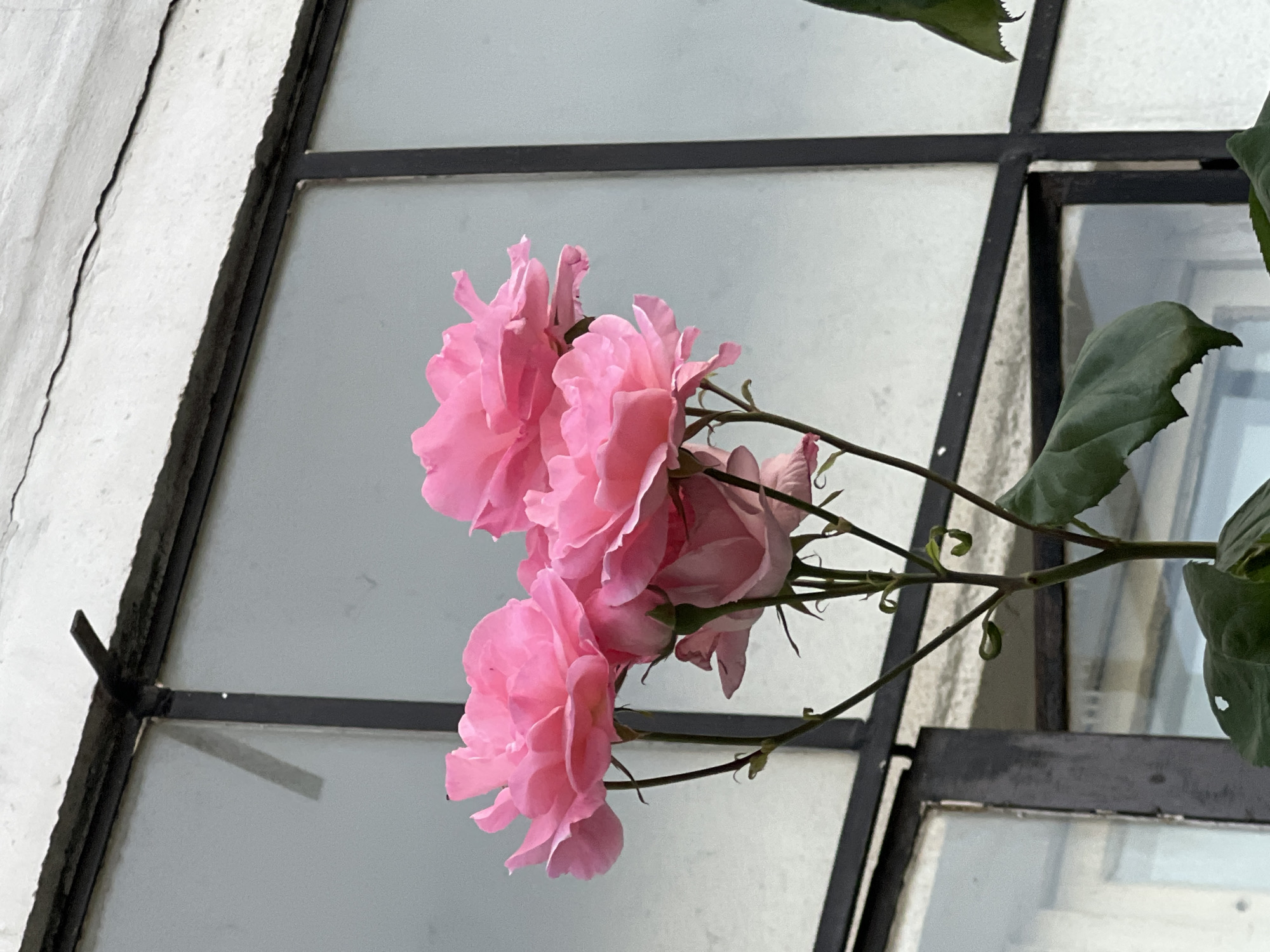 The image depicts a cluster of pink roses in front of a window with a black frame. The window consists of multiple panes of frosted glass. The location is Plovdiv, Bulgaria, based on the architecture of the building facade visible behind the window. The roses are in bloom, with several buds and leaves visible. The building has a white exterior, showing signs of wear and age with visible cracks in the wall. There are no people visible in the image.