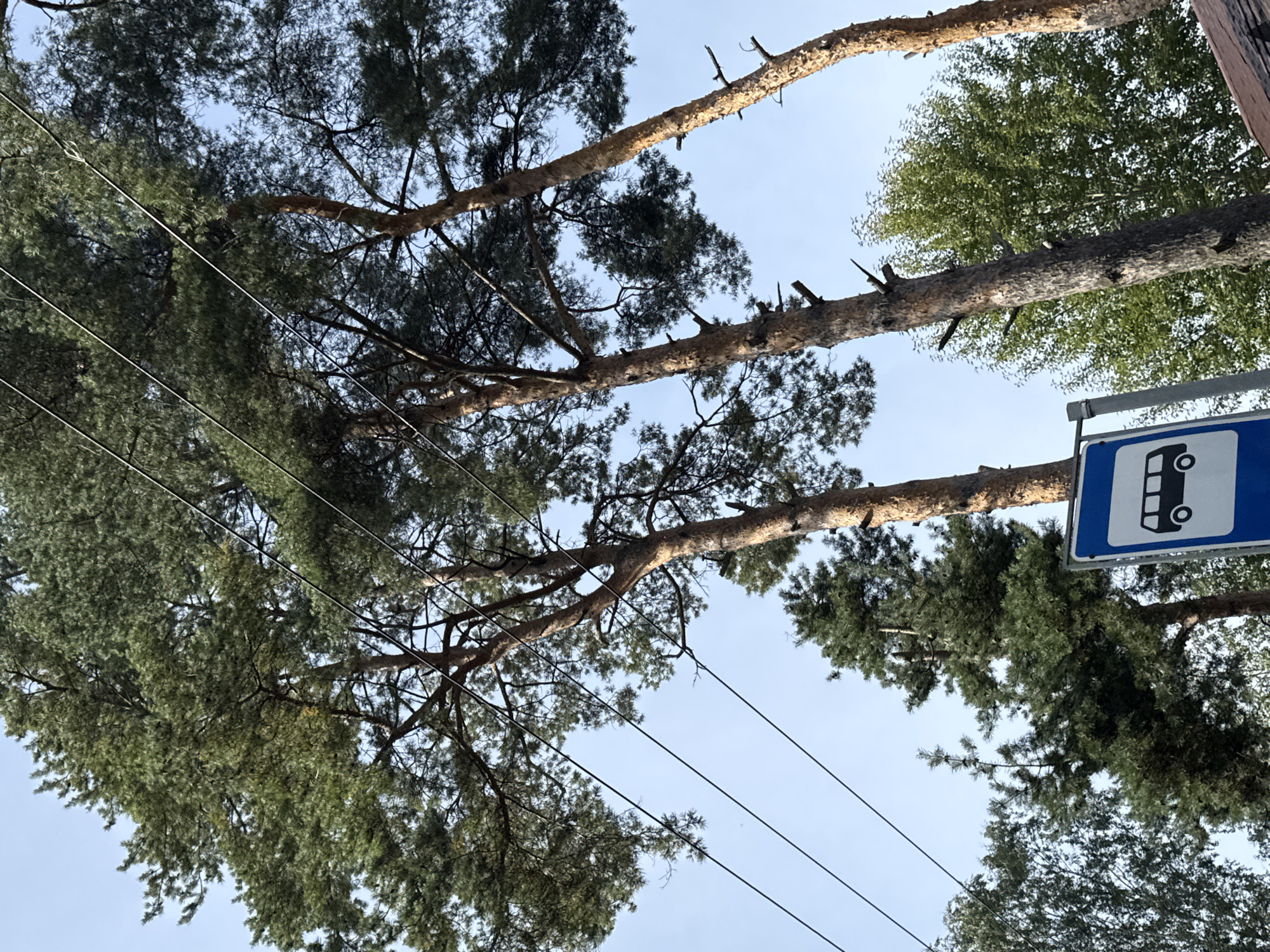 The image shows tall pine trees with green needles and brown bark against a clear blue sky. Several black electrical wires run diagonally across the upper portion of the frame, supported by poles that are not visible. In the lower portion of the image, a blue and white bus stop sign is visible. The sign features a white silhouette of a bus. The surrounding environment appears to be natural, with other trees and foliage visible in the background. The scene suggests an outdoor location, possibly in a park or along a roadside, in Beloostrov, Russia.