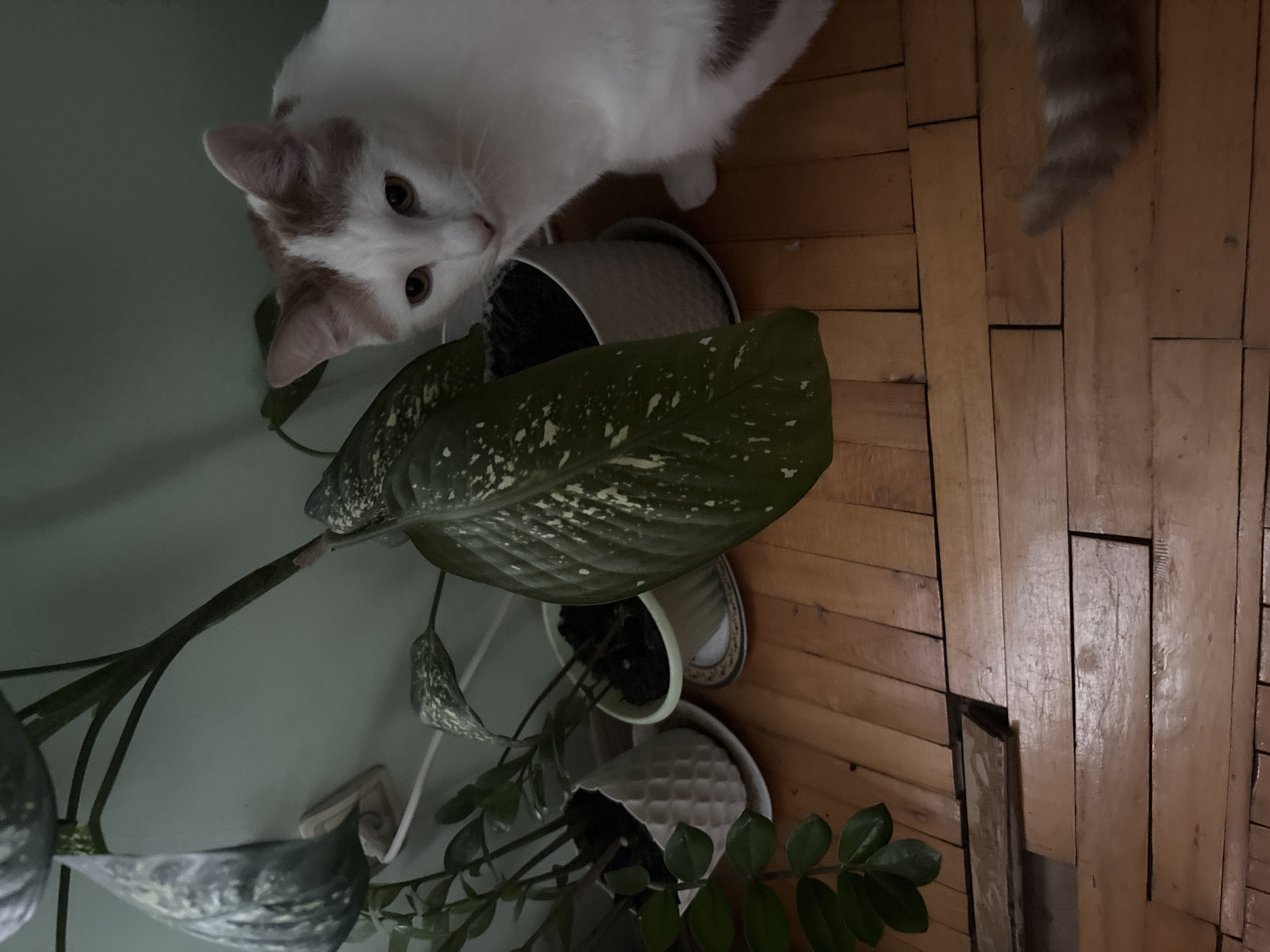 A white cat with light brown markings is sitting on a wooden floor near several potted plants. The cat is looking towards the camera with its eyes partially closed. The plants are in different pots and are placed on the floor. The environment appears to be indoors, with a light-colored wall in the background. The floorboards are visible and show signs of wear. The lighting is dim, suggesting it may be evening or a dimly lit room. This scene is likely located in Vsevolozhsk, Russia.