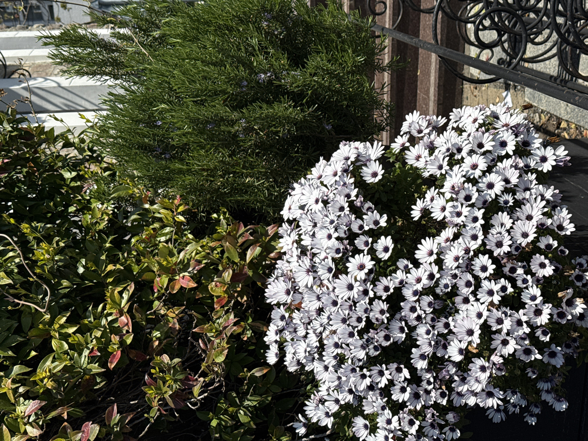 The image captures a sunlit garden scene in Sochi, Russia, featuring a vibrant array of plants. In the upper left and center, a large, bushy Rosemary plant with abundant narrow, dark green leaves and small purple flowers is prominently displayed. To its right, a dense cluster of white flowers, identifiable as African Daisies (Osteospermum), fills a significant portion of the frame. These daisies have bright white petals surrounding distinct dark purple to black centers. Below the Rosemary and to the left of the daisies, another shrub with glossy green leaves, some tinged with red or bronze hues, is visible, adding depth to the foreground.
In the background, a decorative black wrought-iron fence or gate with intricate spirals and curls runs along the right side of the image, suggesting an ornate boundary. Behind the Rosemary bush, sections of a light-colored concrete structure, possibly steps or a pathway, are partially visible. The scene is bathed in bright sunlight, creating clear highlights and distinct shadows, indicating a sunny day, likely during the morning or afternoon. No people or visible text are present in the image, which conveys a sense of natural beauty and a well-kept outdoor space.
