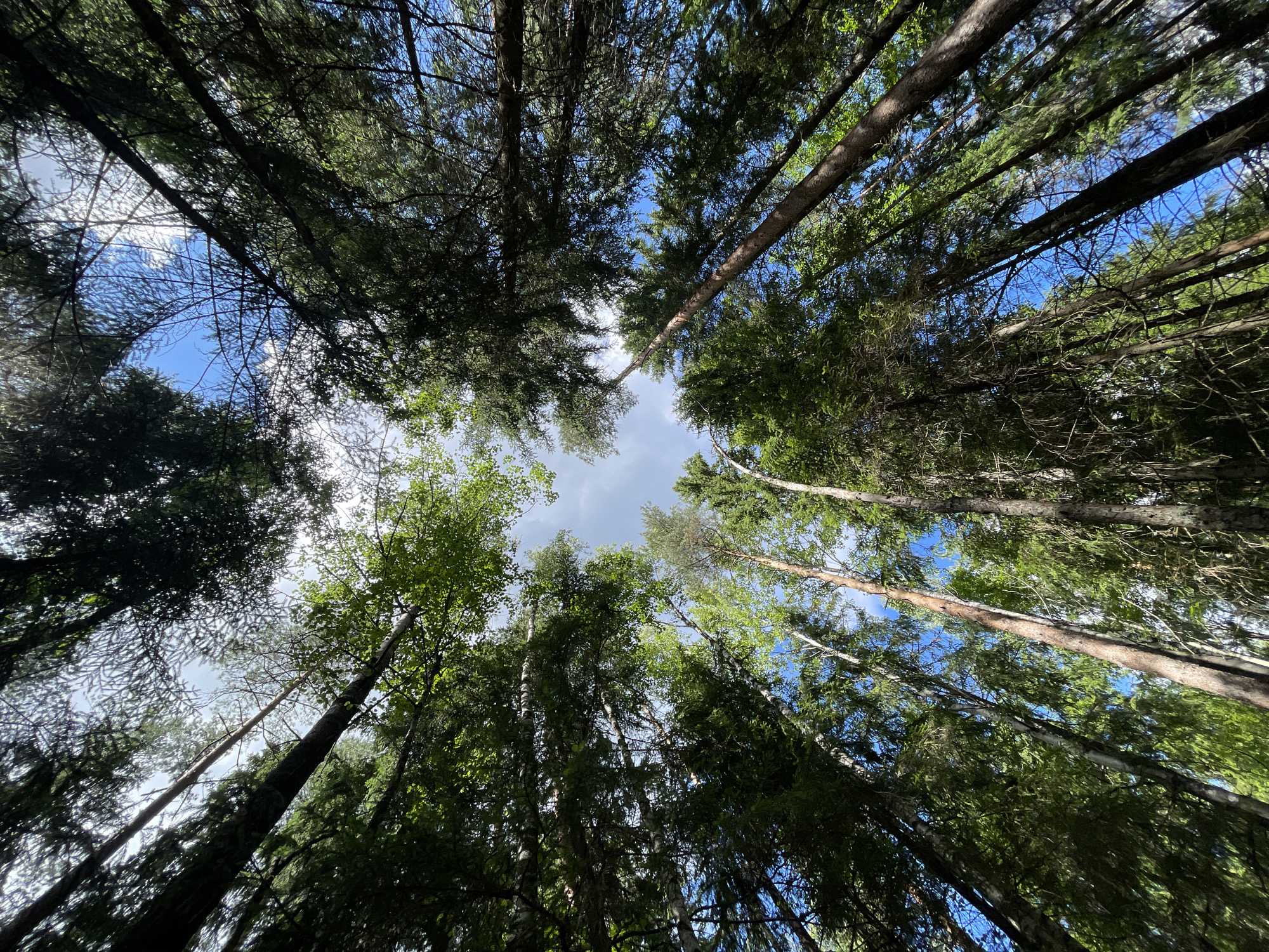 This is a low-angle, vertical shot looking up through the canopy of a dense forest. Tall trees, primarily coniferous with some deciduous trees mixed in, dominate the frame, their branches and foliage creating a textured ceiling against the sky. Patches of bright blue sky are visible through the gaps in the leaves, with some wispy white clouds. The sun is shining, casting dappled light and shadows throughout the scene. The image appears to have been taken on a clear day. The location is identified as the city of Pobeda, Russia. No people or specific objects are present beyond the trees and the sky. The overall impression is of being enveloped by nature, looking upwards from within a forest.