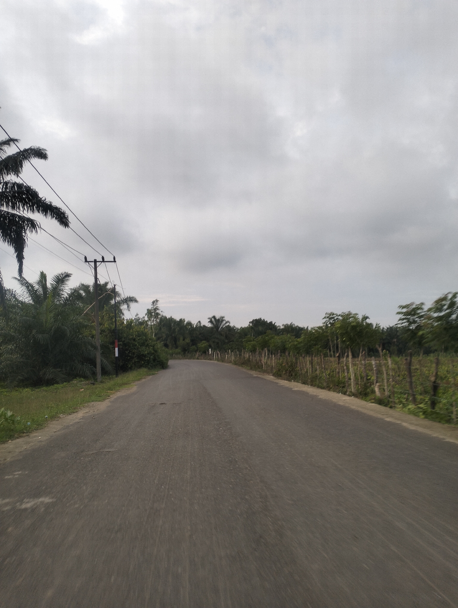 A paved road curves to the right, disappearing into a dense green landscape under a cloudy sky. On the left side of the road, palm trees and other lush vegetation line the verge. A wooden utility pole with electrical wires stretches upwards and diagonally across the frame. A wooden fence made of upright posts separates the road from a field of vegetation on the right. The road surface appears worn with some visible cracks and patches. The overall scene suggests a rural or semi-rural location.
