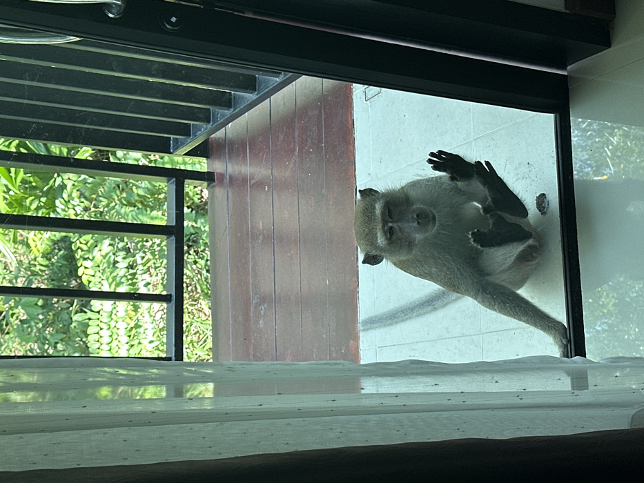 The scene depicts a long-tailed macaque monkey (Macaca fascicularis) seated on a light-colored tiled surface directly outside a clear glass door or large window, observed from an interior perspective, located in Phra Ae, Thailand. The monkey's right hand is pressed flat against the glass, fingers splayed, and its feet are also in contact with the glass. Its left arm extends horizontally to the left, resting on the tile. The monkey's head is slightly angled forward, and its eyes appear partially narrowed as it looks into the interior space. Behind the tiled area, a dark brown wooden deck or balcony floor is visible, bordered by a black metal railing. Dense green tropical foliage forms the background. A sheer, light-colored curtain hangs partially across the left side of the interior frame.