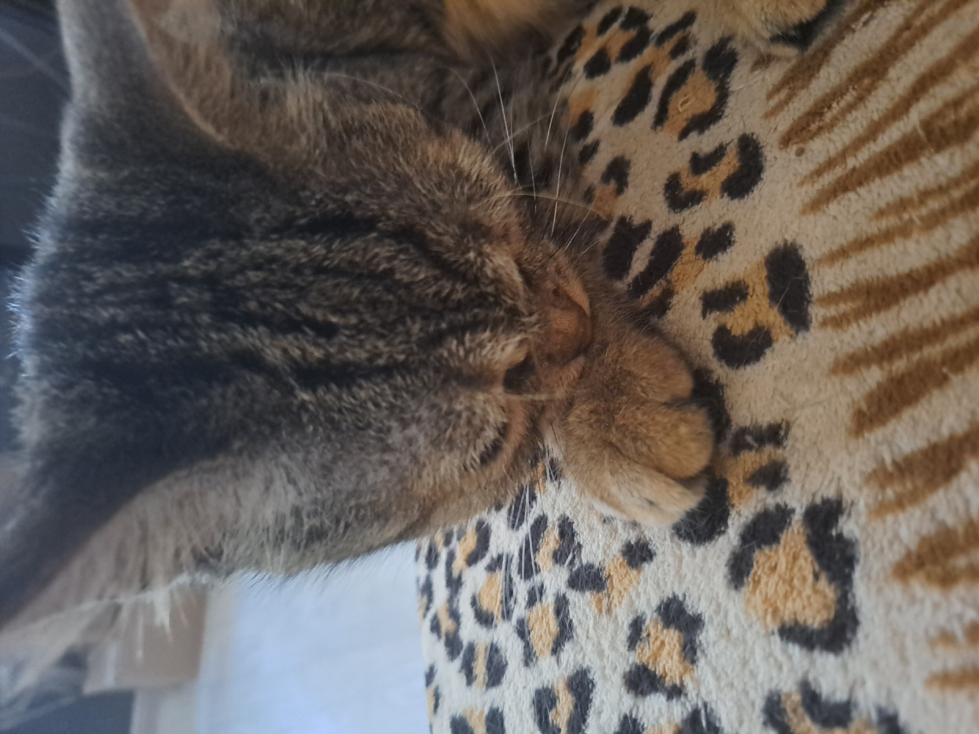 A close-up, eye-level shot captures a tabby cat resting on a patterned surface. The cat, predominantly gray and brown with dark stripes, is positioned in the foreground, with its head bowed and eyes closed, suggesting it is asleep or resting. Its front paw is visible, resting on the surface. The surface beneath the cat features a leopard print pattern with black and tan spots on a cream background, and some brown striped patterns are also visible. The background is out of focus, showing indistinct shapes and lighting that suggest an indoor environment. The image was taken in Vypasne, Ukraine.
