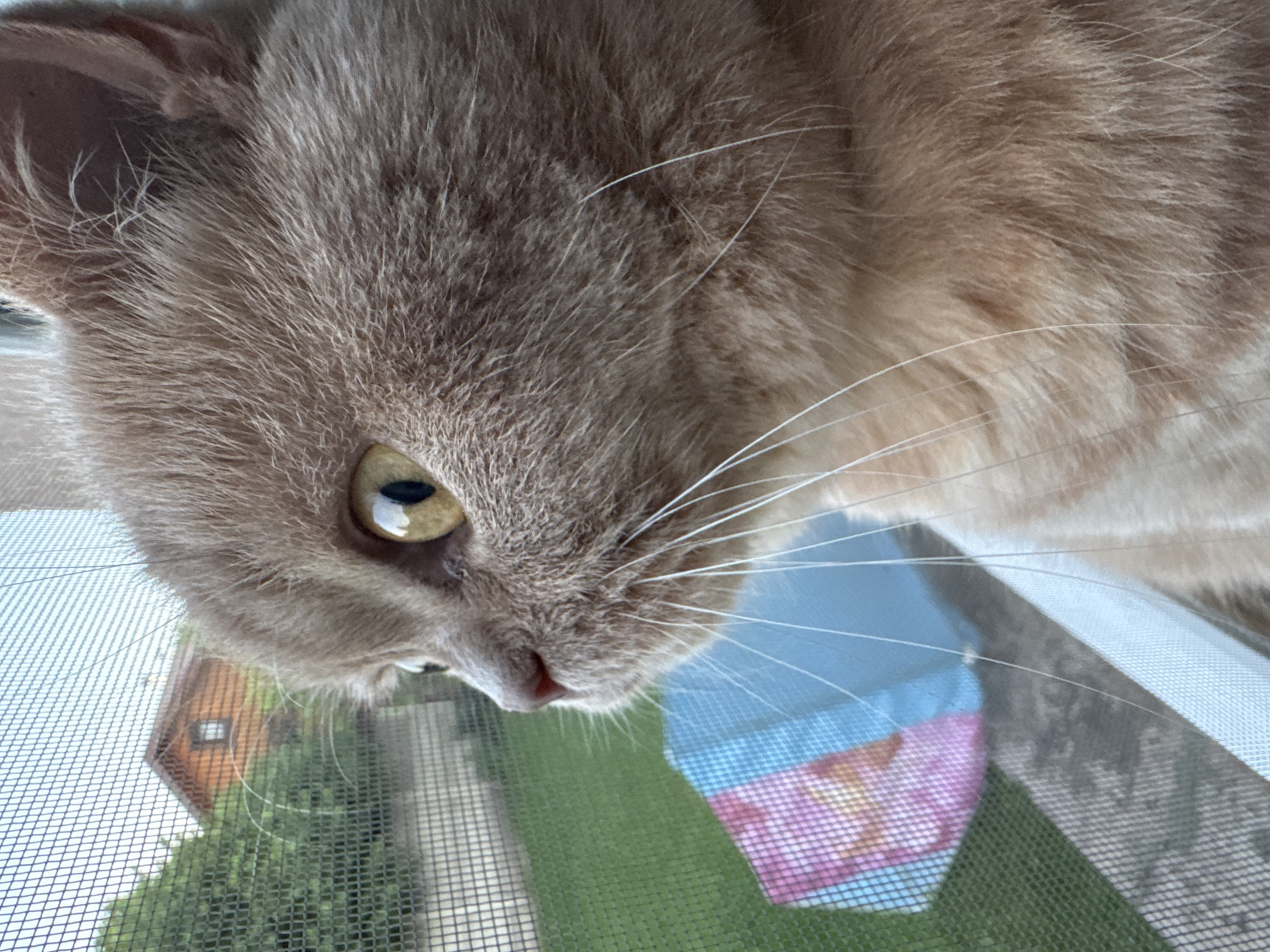 A light brown domestic cat with yellow eyes is looking out a window with a screen. The cat is in focus, with its head and shoulders visible. The background is blurred but appears to be a backyard with green grass, a wooden house, and a blue and pink object. The image is taken from a close-up perspective, emphasizing the cat's features and the texture of its fur. The scene is well-lit and appears to be taken during the daytime.