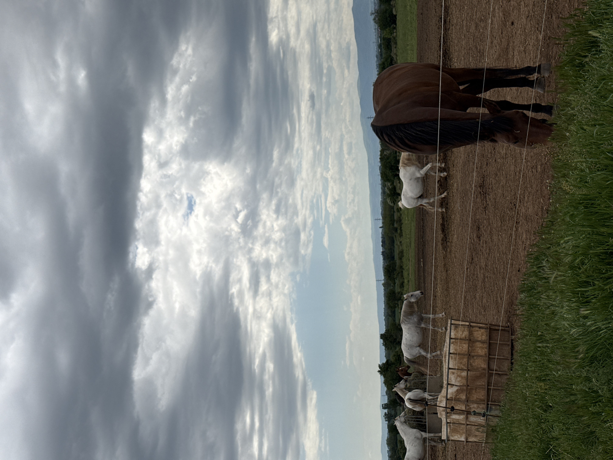 The image depicts a rural scene in Voynegovtsi, Bulgaria. In a fenced-in dirt paddock, a herd of predominantly white horses gathers around a rectangular hay feeder. A single brown horse stands separate from the others, grazing near the fence line. The background includes a horizon of green fields and low mountains. The sky is overcast with a mixture of dark, heavy clouds and patches of lighter, brighter areas.