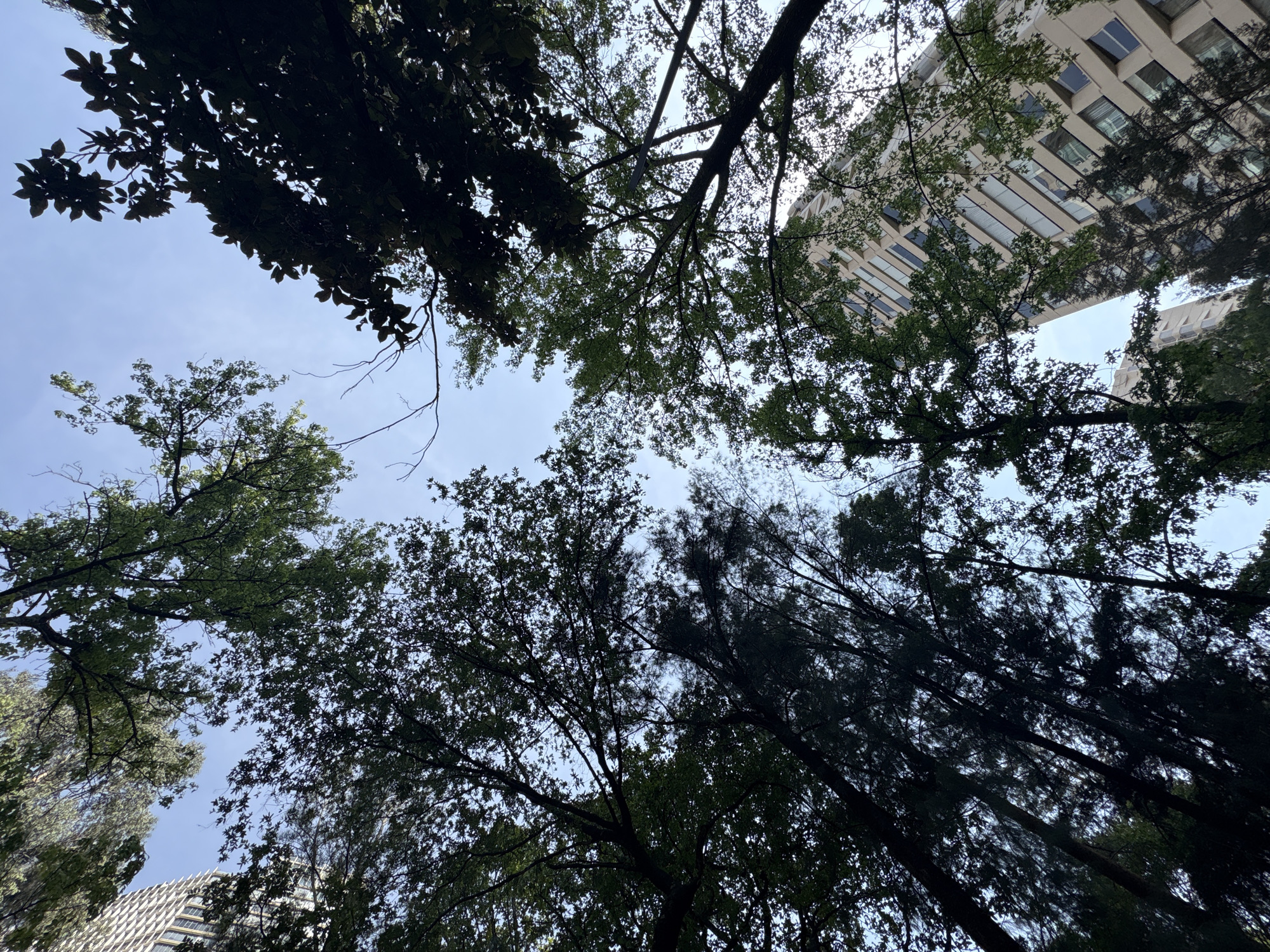 The image is taken from a low angle, looking up towards the sky through the canopy of trees. The sky is light blue with some patches of clouds visible between the branches. A building is visible among the trees. The location is Huixquilucan de Degollado, Mexico, based on the prompt.