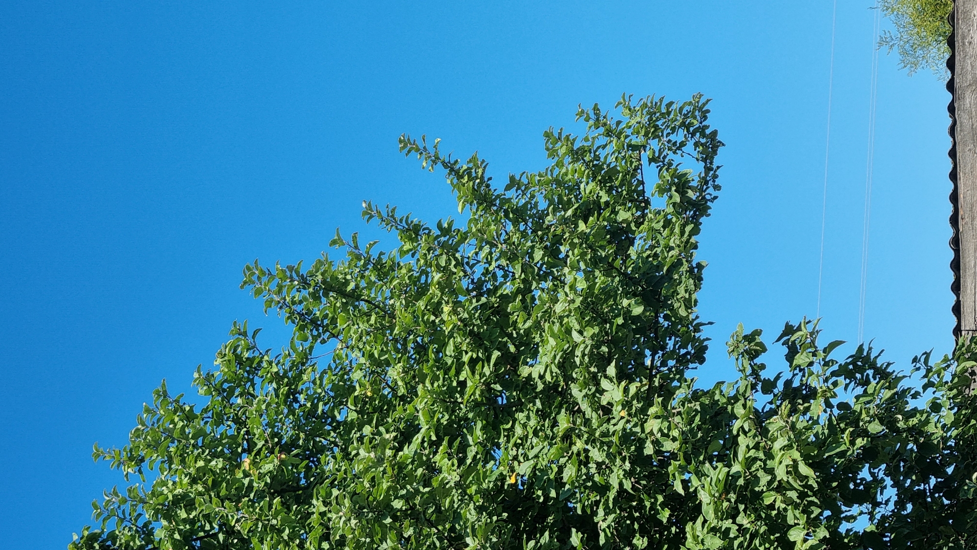 The image shows a tree with green leaves against a bright blue sky. The tree is located in the city of Vysokoe, Russia. The bottom of the image shows a portion of a roof, which appears to be made of corrugated material. Two thin, parallel lines, possibly wires, are visible against the sky.