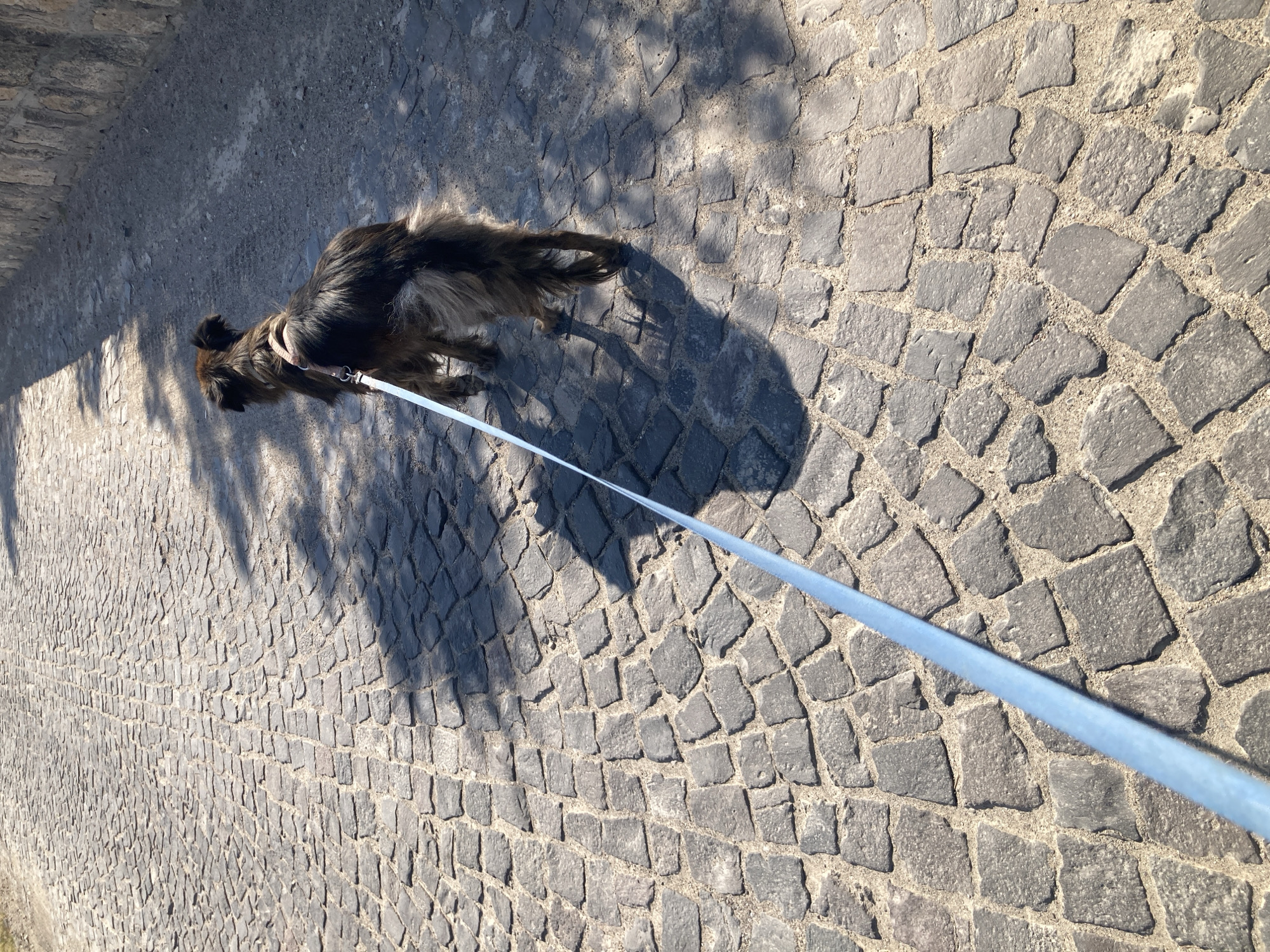 A medium-sized, shaggy, brown dog with a light brown harness and a light blue leash is walking on a cobblestone path. The dog is viewed from behind, and the leash extends diagonally across the frame towards the viewer. The path is made of rough, irregular grey stones with sand filling the gaps. Sunlight casts shadows of the dog, the leash, and overhead foliage onto the path. To the right of the path, a rough stone wall runs alongside. The scene appears to be in a sunlit outdoor environment, likely a street or walkway in the city of Avanos, Turkey.