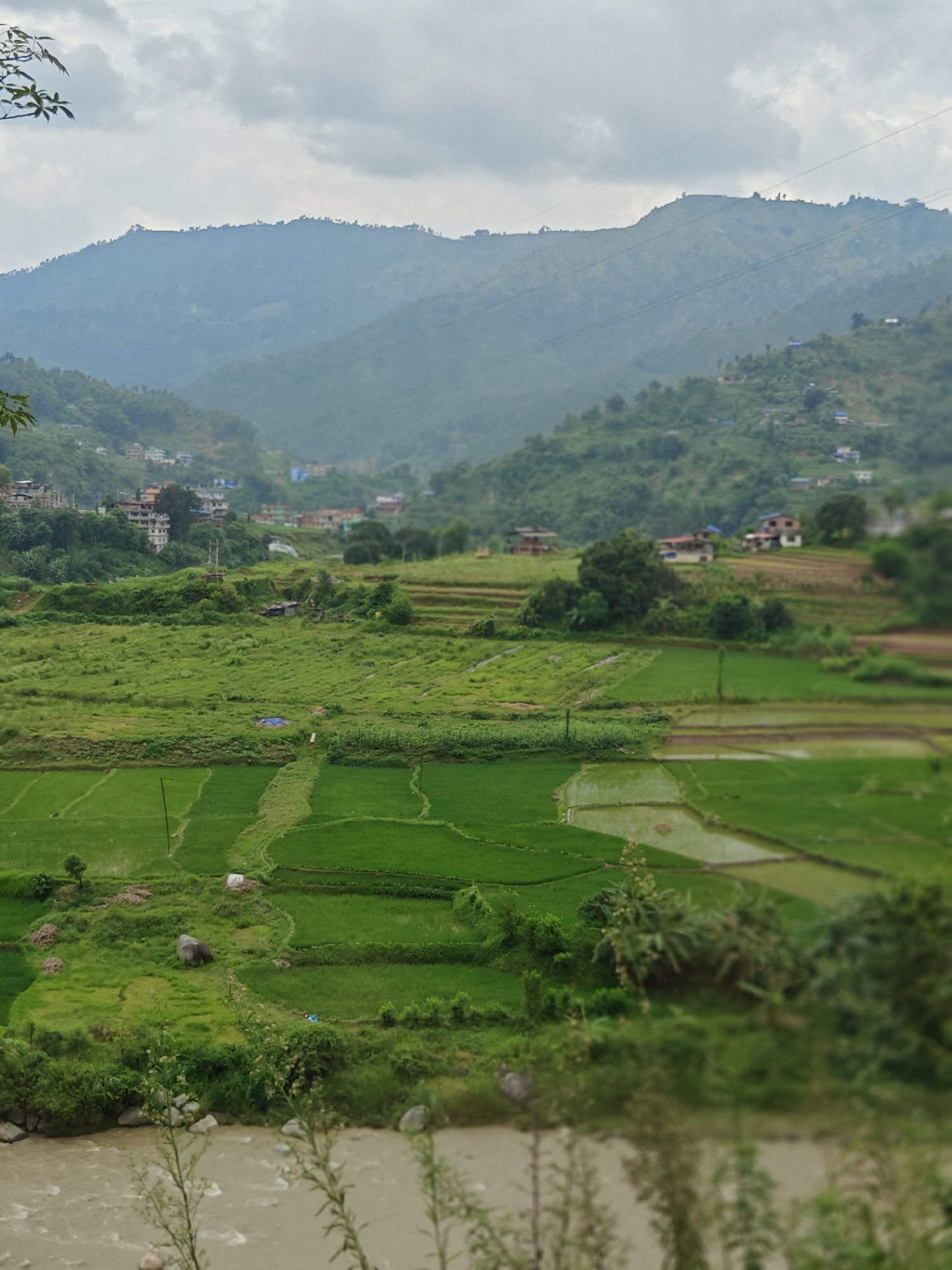 The image captures a verdant rural landscape in the city of Thakre, Nepal, characterized by terraced rice fields cascading down a hillside. The foreground is dominated by a muddy river, its brown water flowing gently. Beyond the river, lush green rice paddies are meticulously arranged, some reflecting the overcast sky, while others show distinct rows of young rice plants. A few scattered rocks and a solitary tree are visible within the fields.
Further up the slope, more fields and patches of vegetation are interspersed with small clusters of houses, their roofs varying in color, with a few appearing to be blue or white. These settlements dot the hillsides, suggesting a rural community integrated with the agricultural landscape. The middle ground is a tapestry of green fields and trees, with some areas appearing more densely vegetated than others.
In the background, the landscape rises into rolling hills, cloaked in a hazy green. The peaks of these hills are silhouetted against a cloudy sky, with a light mist or haze softening the distant details. Power lines can be observed stretching across the mid-ground hills. The overall impression is one of a serene, agrarian setting within a mountainous region.