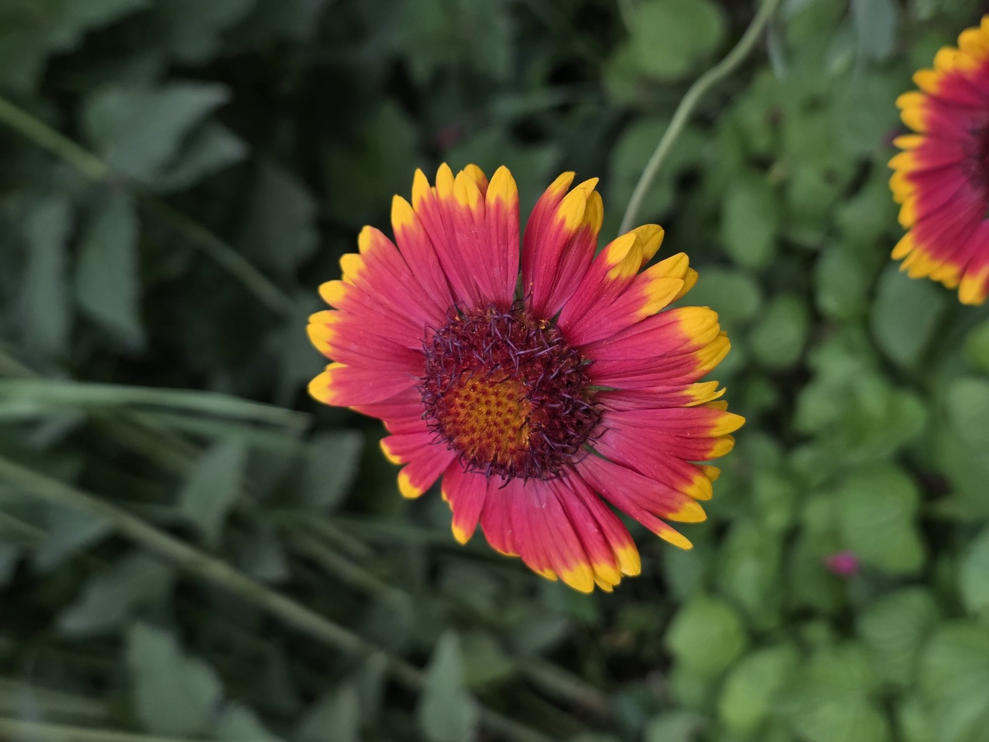 This media file is a close-up photograph of a red and yellow daisy-like flower, likely a blanket flower (Gaillardia), set against a blurred background of green foliage. The flower is the primary subject, its petals a vibrant gradient from deep red at the center to bright yellow at the tips. The central disc of the flower is a rich, textured reddish-brown with visible stamens. Another partially visible flower of the same type, with similar red and yellow coloring, is visible in the upper right corner of the frame.
The lighting appears to be natural and diffused, suggesting it might be daytime with overcast conditions or a shaded area. There are no people or specific objects other than the flowers and plants. The overall impression is one of natural beauty and botanical detail. The focus is sharp on the main flower, drawing the viewer's attention to its intricate structure and colors. The shallow depth of field effectively isolates the subject from its environment, creating a soft, bokeh effect in the background. No text is visible in the image.