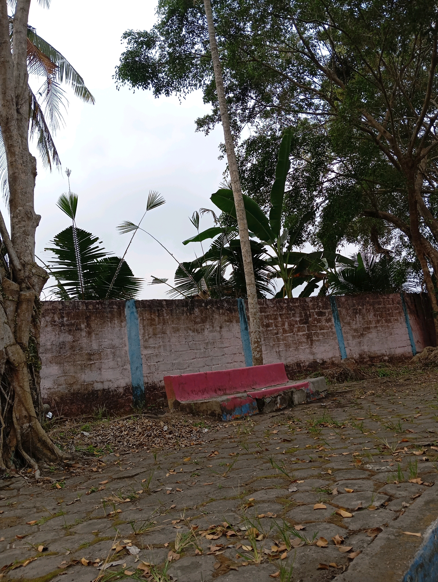 The image captures a serene outdoor scene in Sememu, Indonesia. The focal point is a weathered, pink-and-grey concrete bench situated on a paved walkway. The walkway is constructed with hexagonal pavers, interspersed with small tufts of grass and scattered brown leaves, suggesting an autumn or dry season.
Behind the bench stands a low, rough-textured concrete wall, painted in faded white with intermittent vertical blue stripes. The wall is topped with a dense line of tropical foliage, including banana leaves and palm fronds, their vibrant green contrasting with the muted tones of the wall and ground. Beyond the wall, mature trees with lush green canopies dominate the upper portion of the image, their branches forming an intricate network against a pale, overcast sky.
To the left of the frame, the substantial, gnarled trunk of a large tree is visible, its exposed roots snaking across the ground. This tree, along with the other large trees, suggests a well-established natural environment within the urban or suburban landscape of Sememu. The overall impression is one of quiet repose, with the natural elements harmonizing with the man-made structures. There are no people or animals present in the scene.