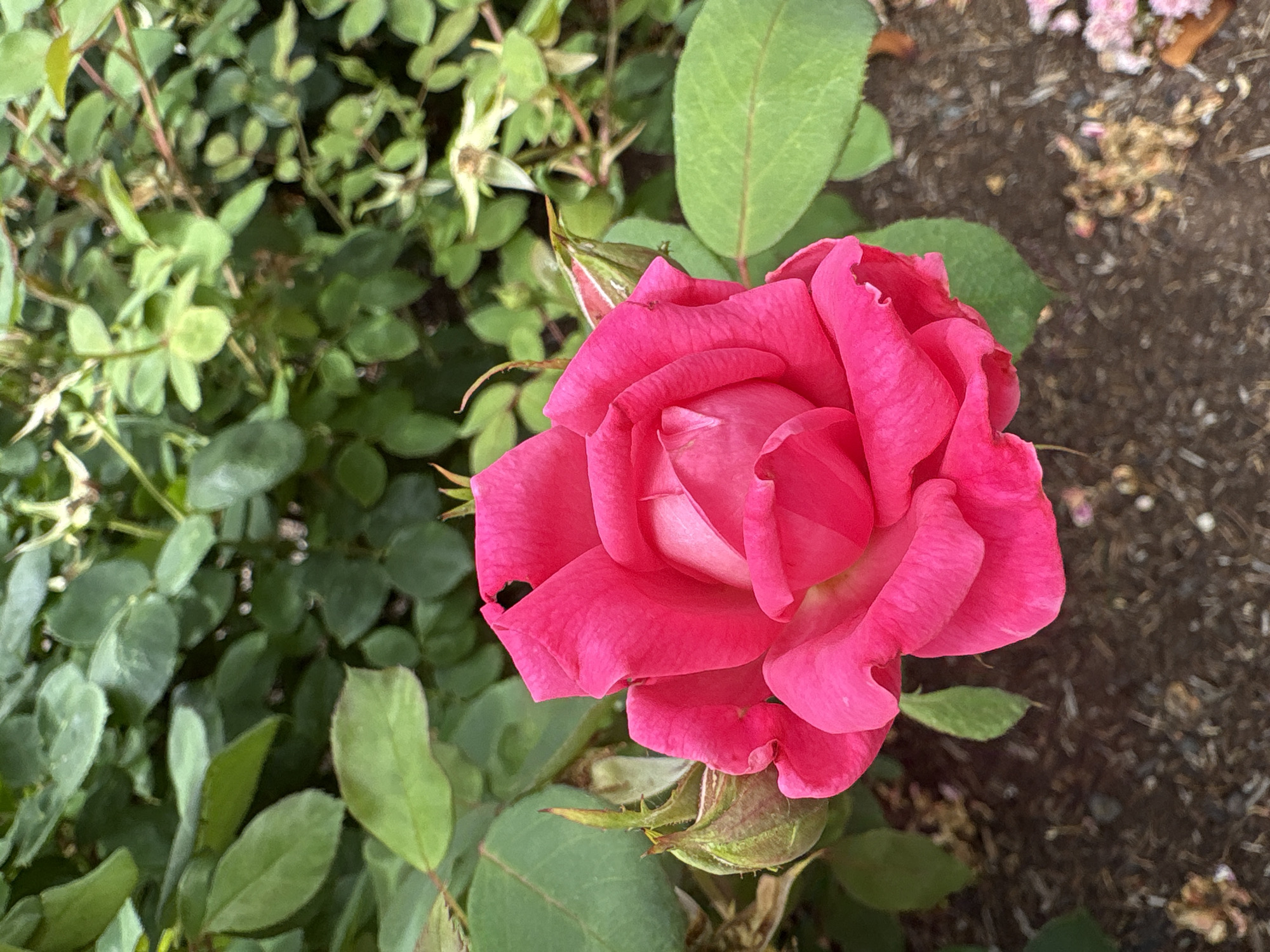 A close-up, eye-level, outdoor shot captures a vibrant fuchsia rose in full bloom against a backdrop of lush green foliage. The rose, positioned in the center of the frame, displays densely packed petals with subtle variations in pink hue, hinting at a soft, velvety texture. To the left of the rose, a developing rosebud, still enclosed in its green sepals, suggests the ongoing cycle of growth. The surrounding environment is characterized by dark, textured soil, likely mulch, interspersed with small pebbles and occasional dried leaves, indicating a garden setting. The background is dominated by out-of-focus green leaves and stems, creating a soft bokeh effect that emphasizes the rose as the primary subject. The lighting is natural, suggesting an overcast day or a shaded area, as there are no harsh shadows. The scene does not include any people, man-made structures, or any other identifiable objects besides the rose, bud, soil, and foliage. Based on the provided information, this image is located in Beaverton, United States of America.