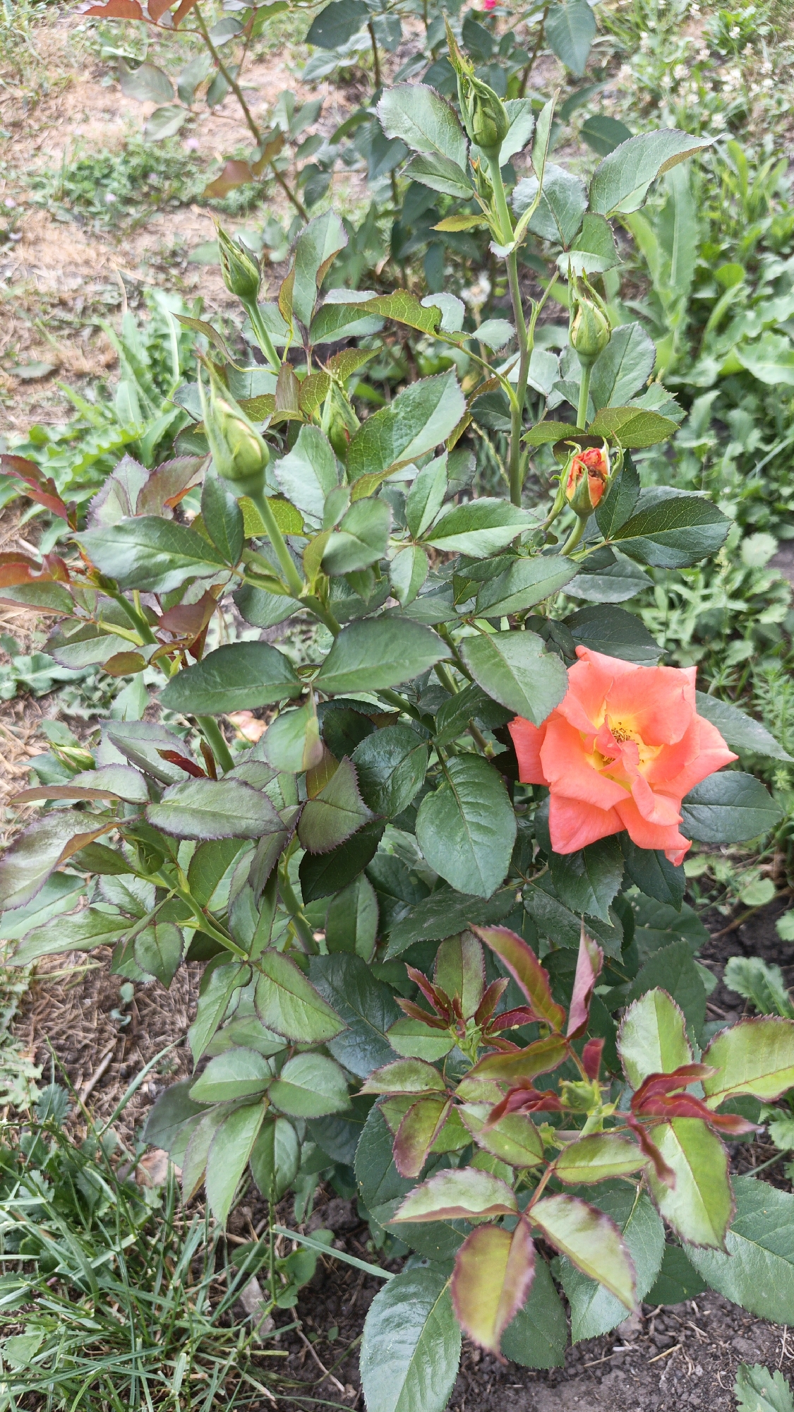 A single, open, salmon-colored rose with yellow accents in its center is blooming on a bush. The rose bush has dark green leaves, some of which are tinged with reddish-purple at the edges. Several rose buds, in various stages of development, are also visible on the bush. The background consists of dry earth, some green grass, and other out-of-focus green foliage. The image is taken from a slightly elevated, eye-level perspective looking down at the rose.