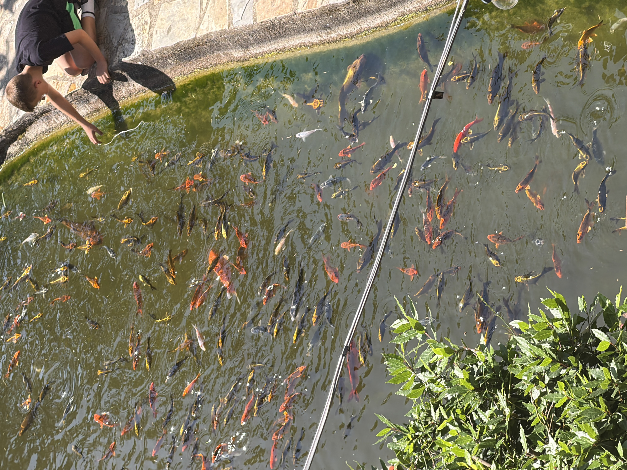 A high-angle shot shows a boy feeding koi in a pond. The pond is filled with numerous koi, with colors ranging from gold to black and red. The pond surface has varying tones of green, suggesting algae or different light refractions. The boy is seen crouching near the edge of the pond, with his hand extended, presumably feeding the fish. He's wearing a dark shirt and shorts. A small section of paving stones borders the top-left edge of the pond. To the bottom-right corner of the image, a bush with green leaves partially obstructs the view of the pond. A support cable runs from the top of the frame, crossing across the pond towards the bottom edge. Based on visual elements and knowledge, this image most likely depicts an area within the Alfabia Gardens, a historic garden located in the town of Bunyola, Spain.