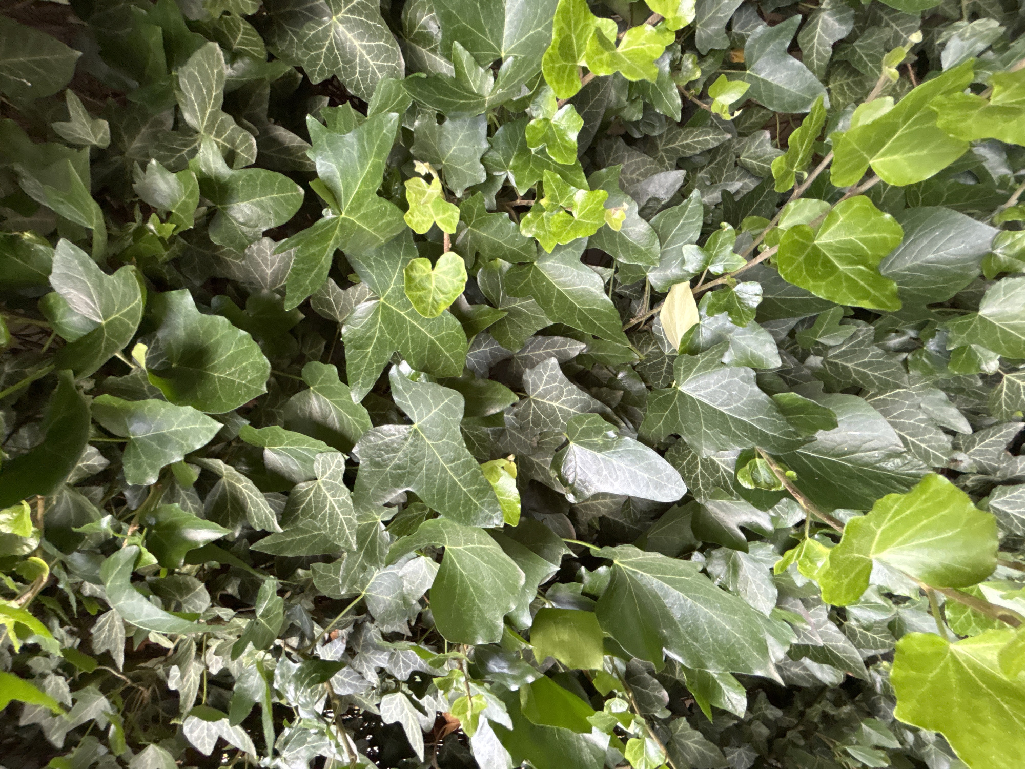 A dense, overhead view of ivy leaves, with a variety of shades of green. Some leaves are a deep, dark green, while others are a vibrant, almost yellow-green, suggesting new growth. The leaves have a characteristic lobed shape, with some featuring lighter, almost silvery venation patterns. The foliage is thick, obscuring much of what might lie beneath. The texture appears to be waxy and smooth. The lighting suggests it could be daytime, possibly overcast or in shade, as there are no harsh shadows. The scene is one of natural growth, a close-up of a leafy wall or ground cover. No people, objects, or text are visible. The location context is Krasnodar, Russia.